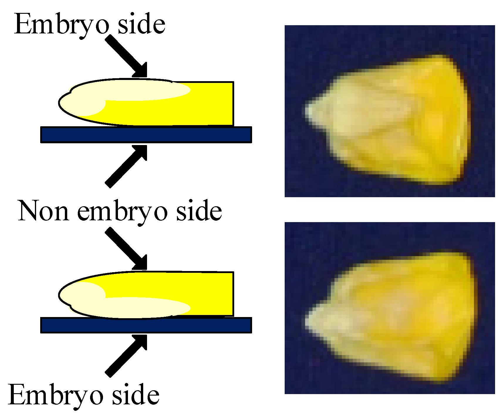 Agronomy 12 01899 g002 Agronomy 12 01899 g002