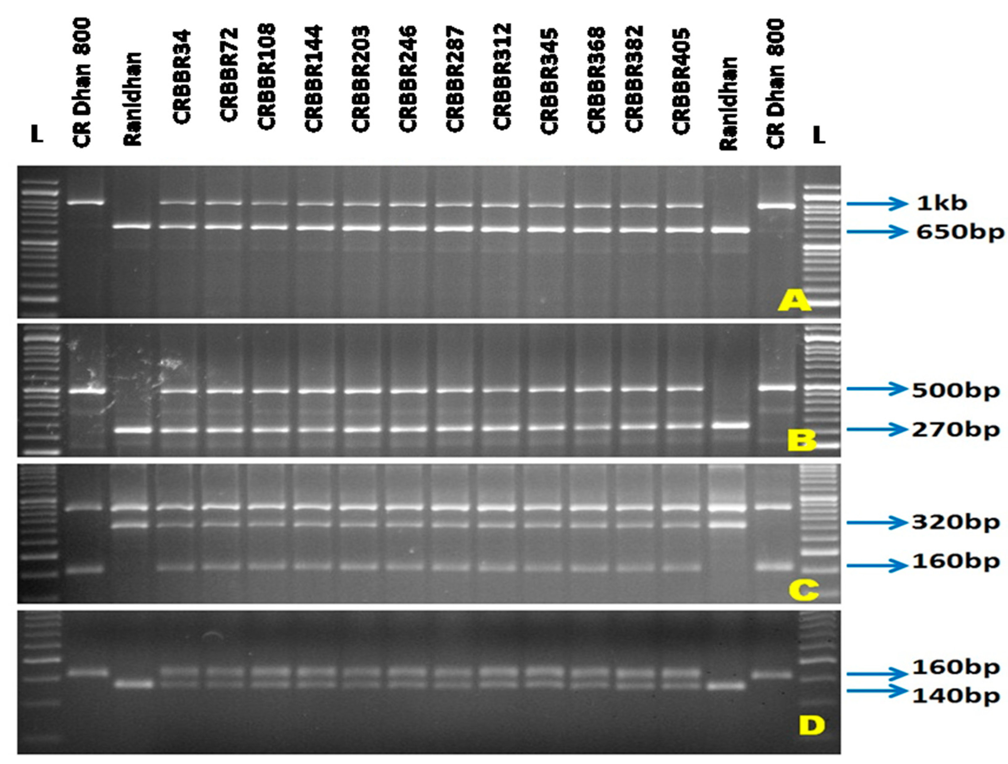 Agronomy 12 01903 g002 550