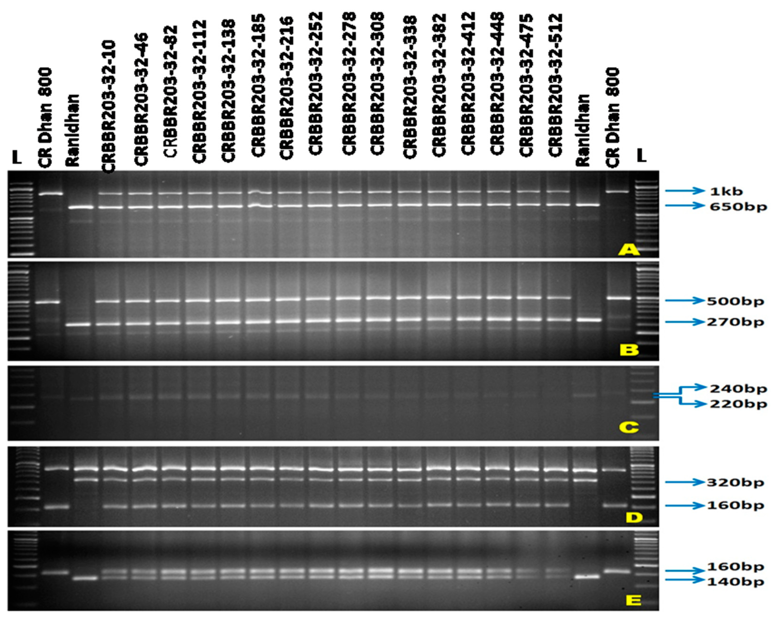 Agronomy 12 01903 g004 550