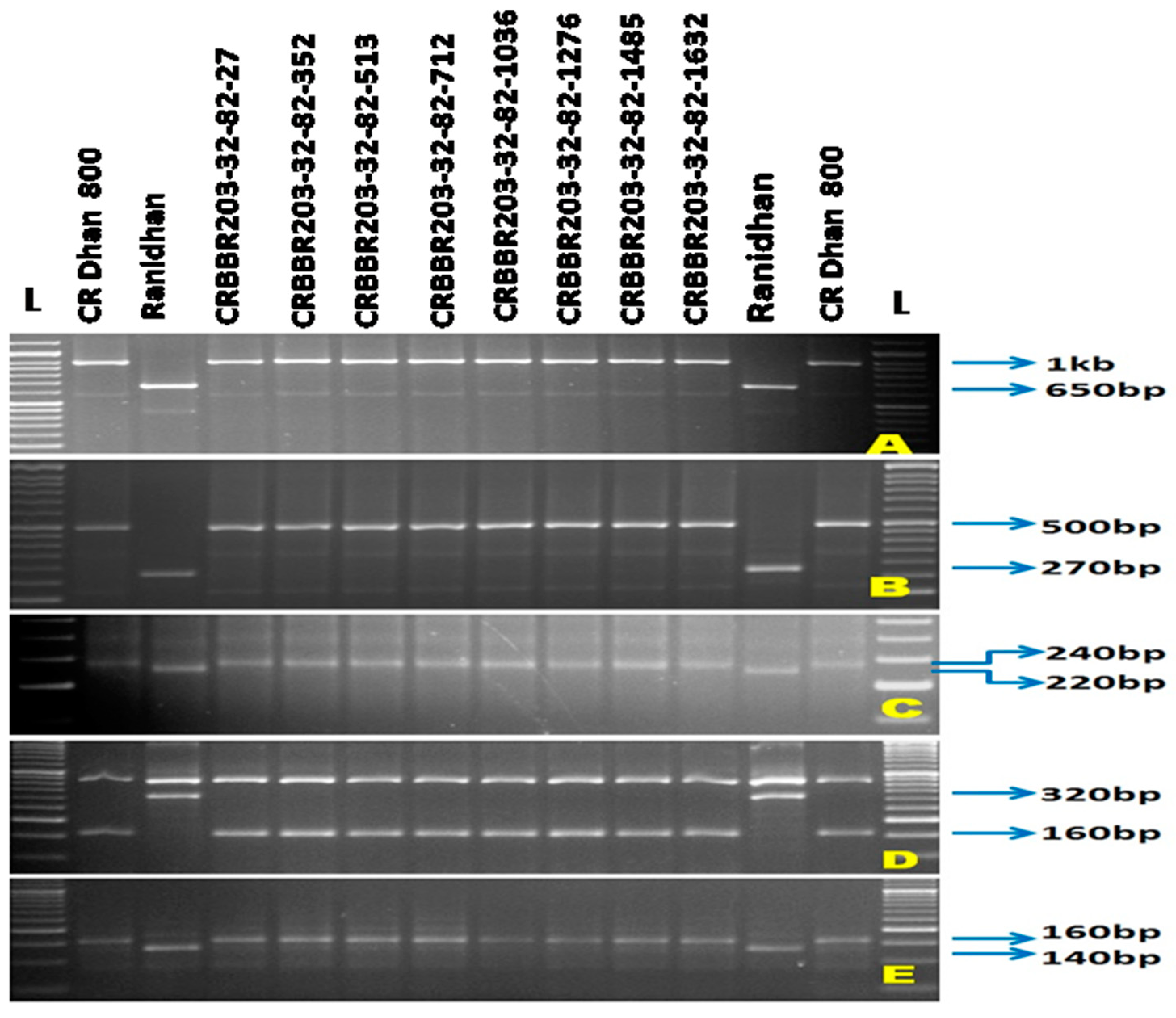 Agronomy 12 01903 g005 550