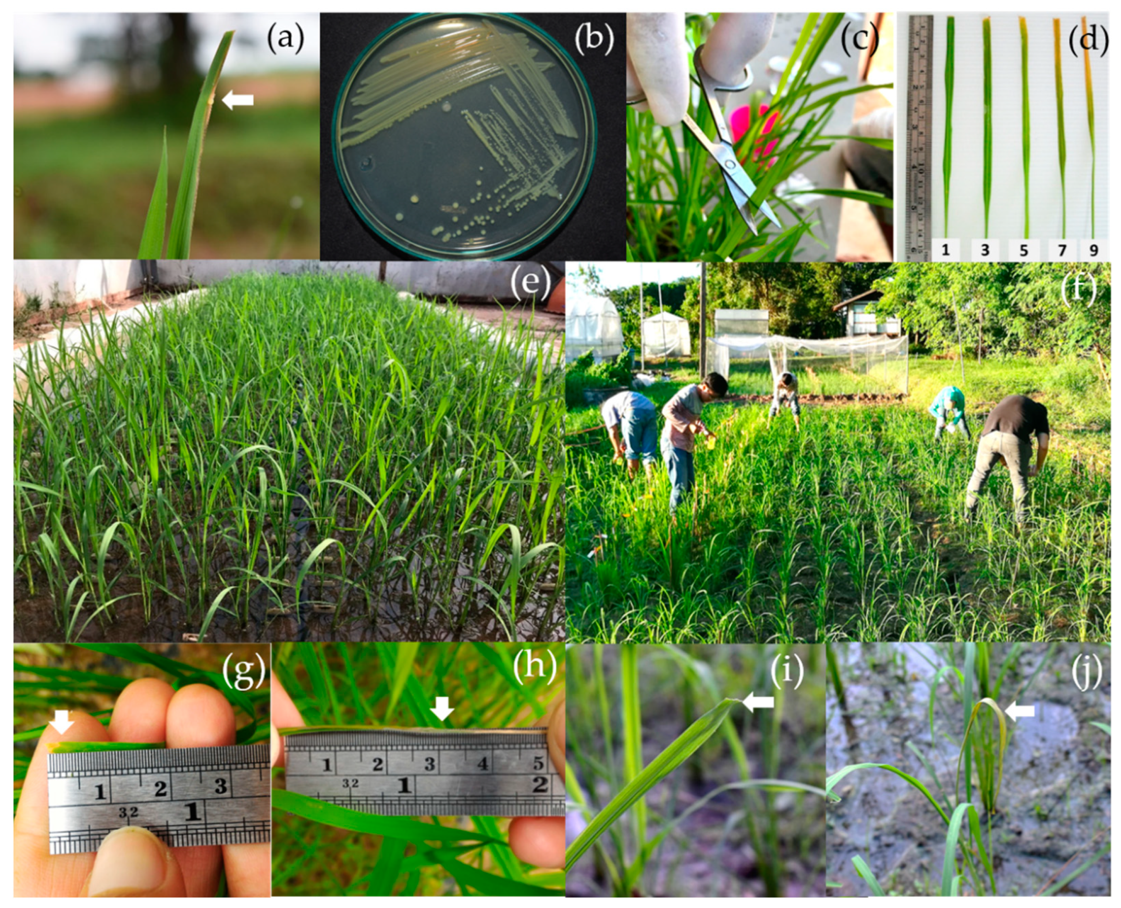 Agronomy 12 01930 g002 Agronomy 12 01930 g002