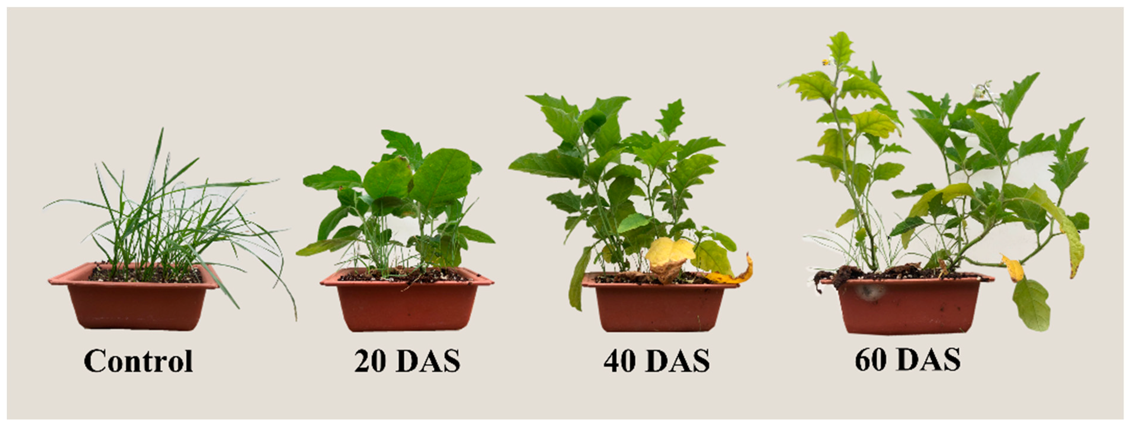 Agronomy 12 01954 g003 550