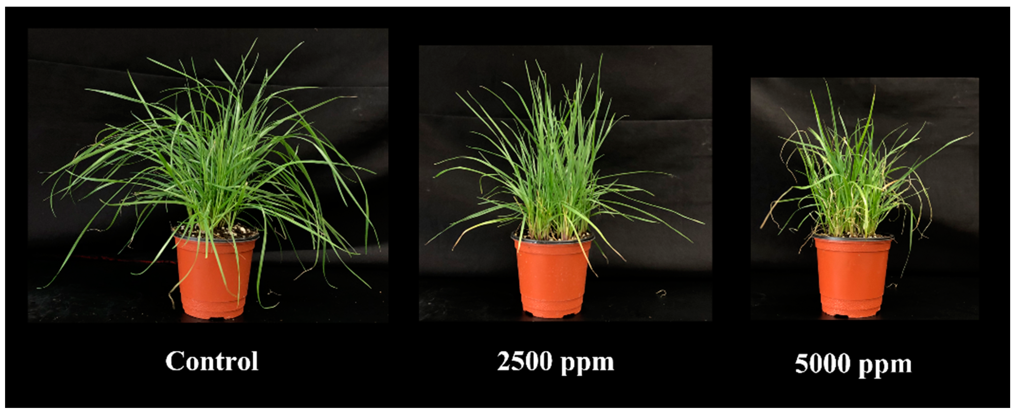 Agronomy 12 01954 g004 550