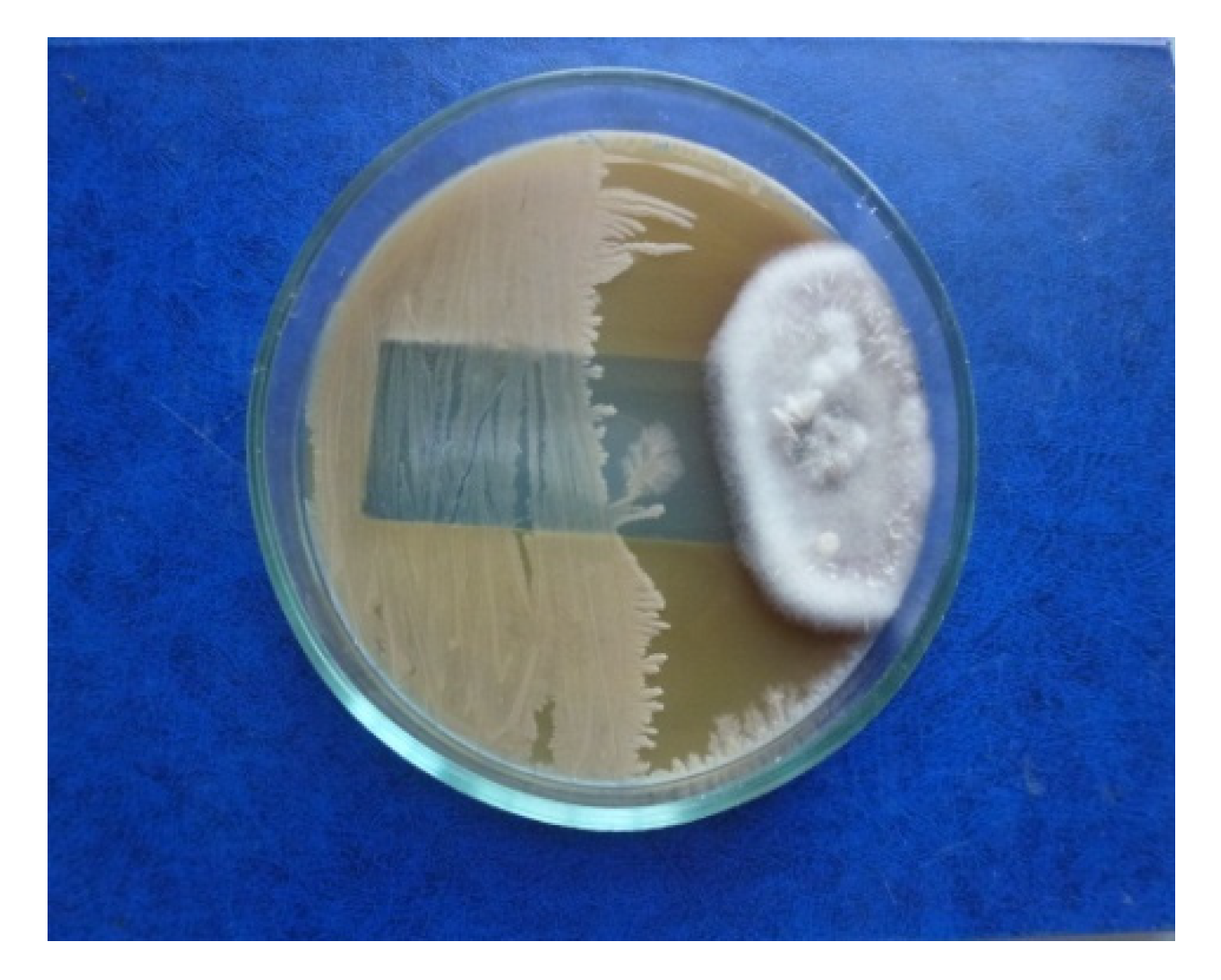 Agronomy 12 01956 g001 550