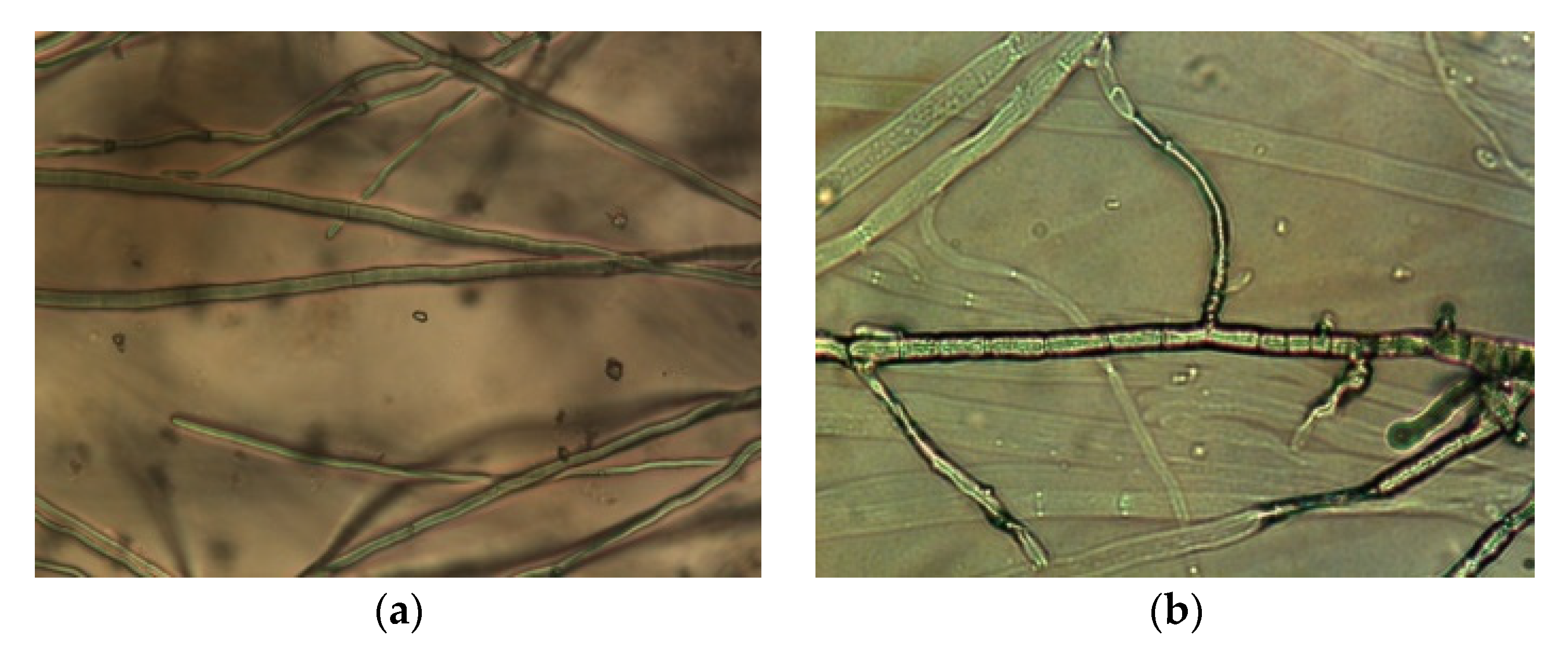 Agronomy 12 01956 g003 550