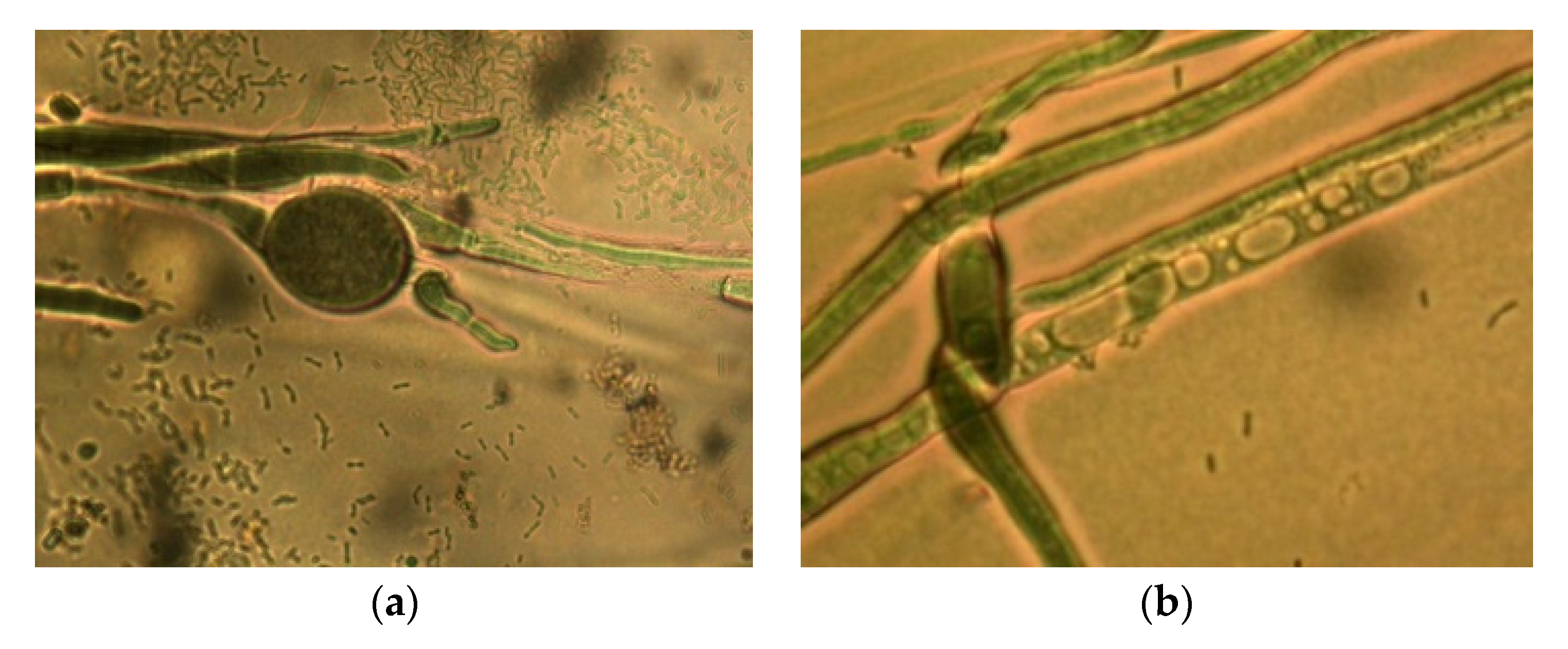 Agronomy 12 01956 g004 550