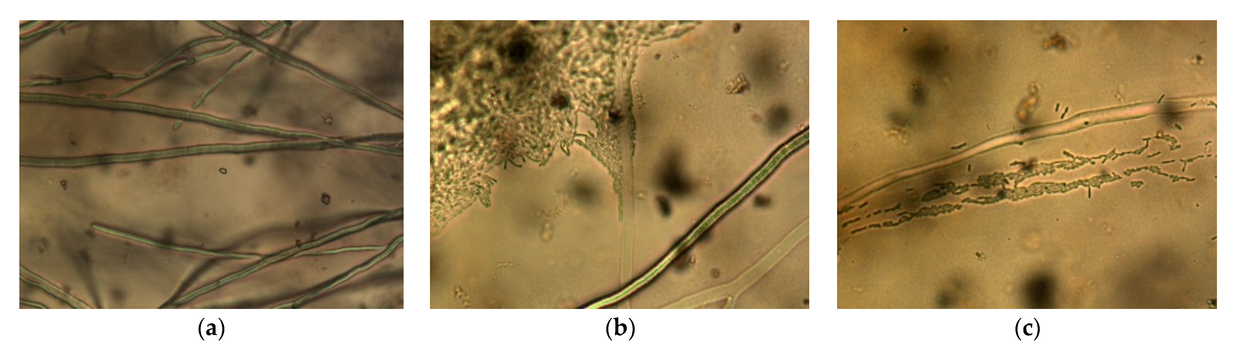 Agronomy 12 01956 g005 550