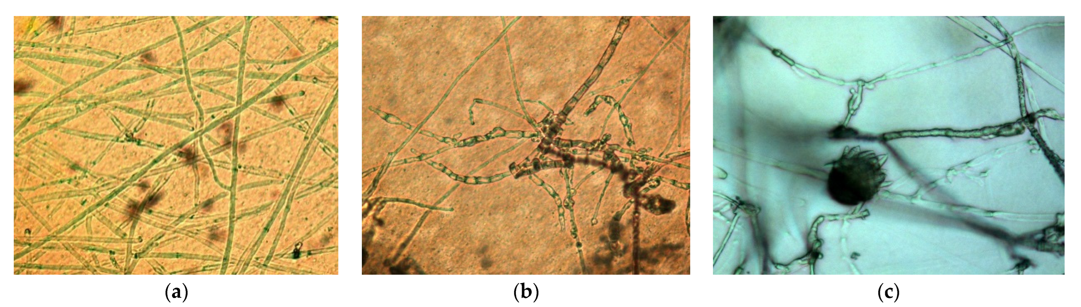 Agronomy 12 01956 g006 550