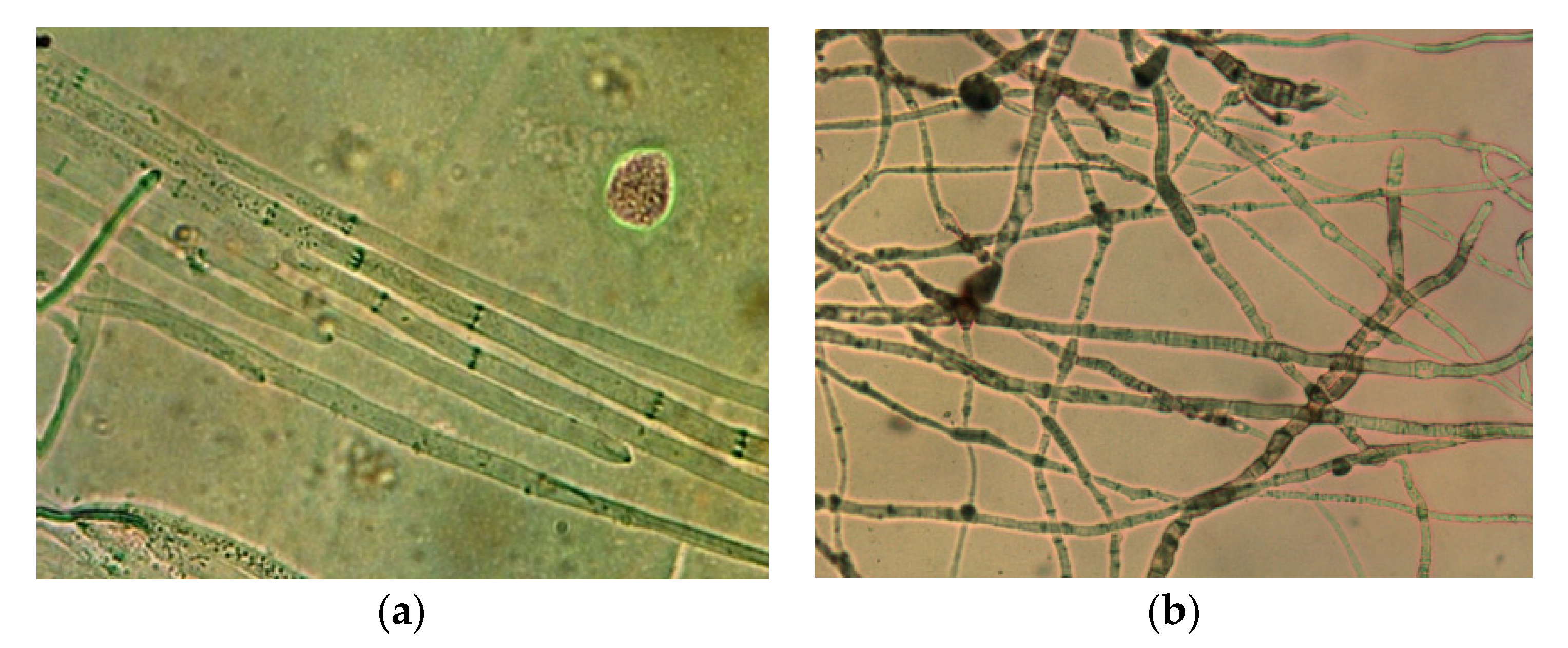 Agronomy 12 01956 g007 550