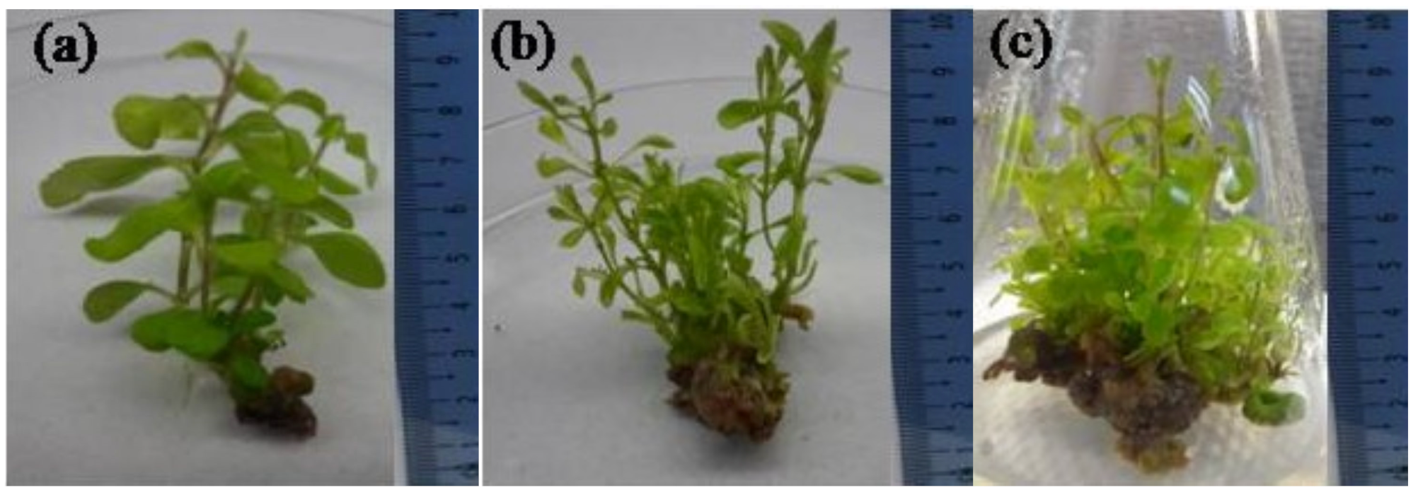 Agronomy 12 01957 g004 Agronomy 12 01957 g004