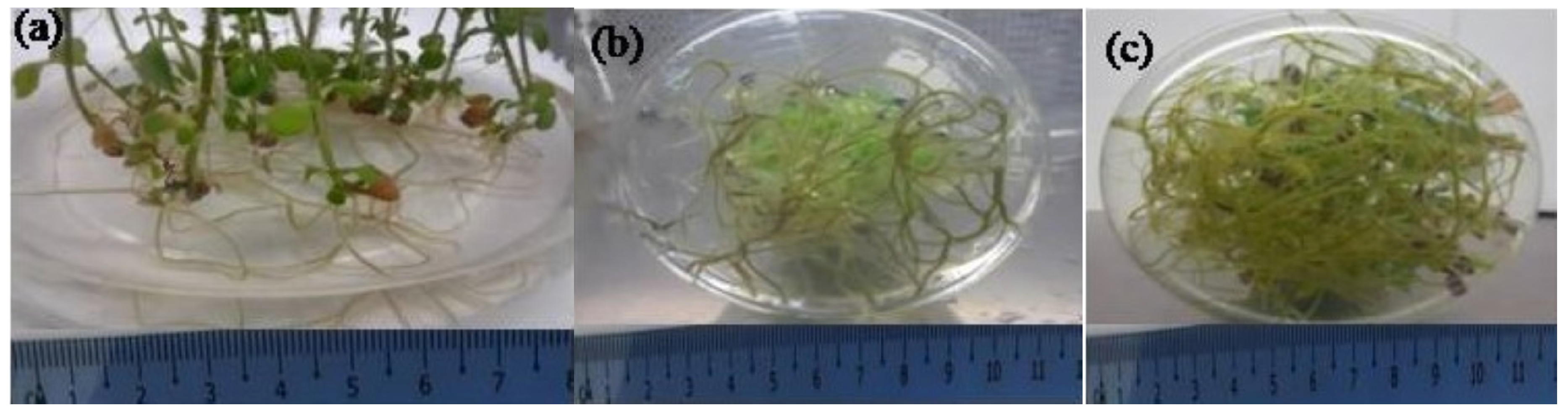 Agronomy 12 01957 g006 Agronomy 12 01957 g006