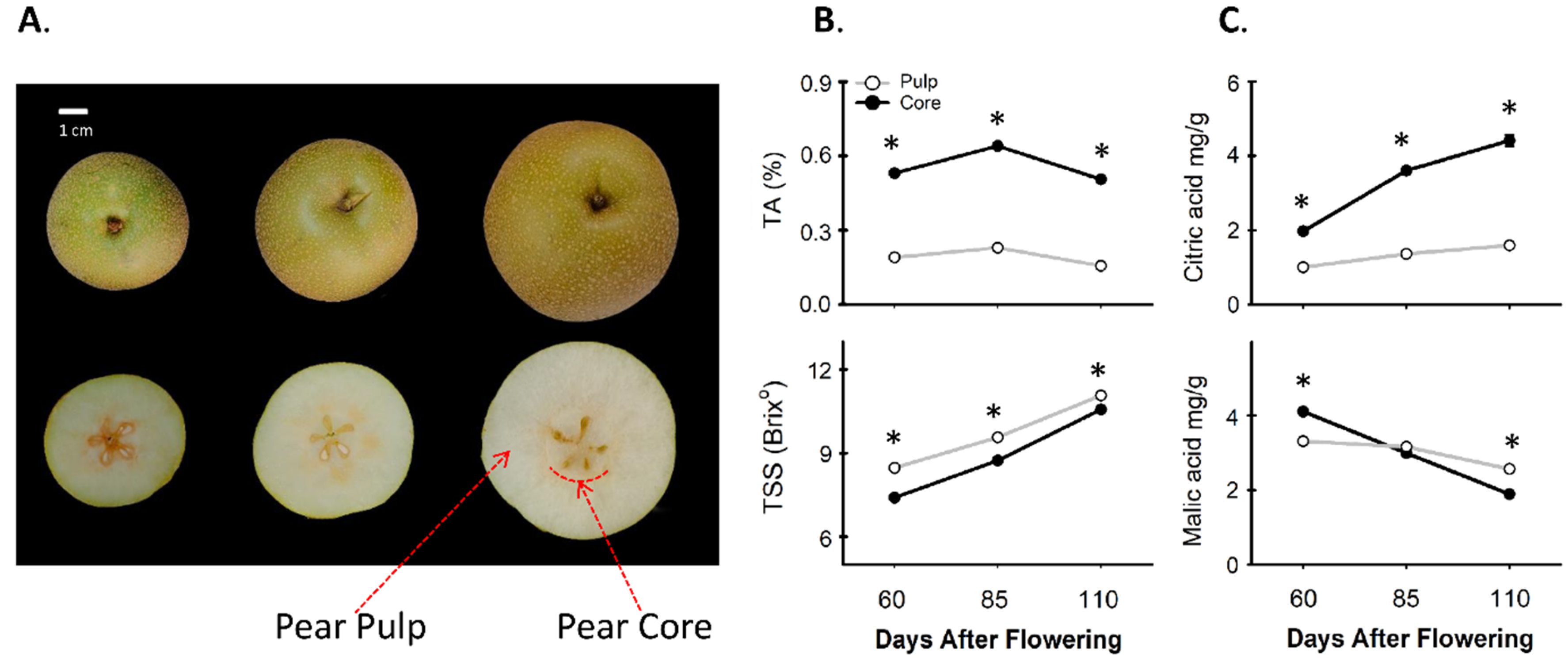 Agronomy Free FullText Diversity in Acidity between Core and Pulp