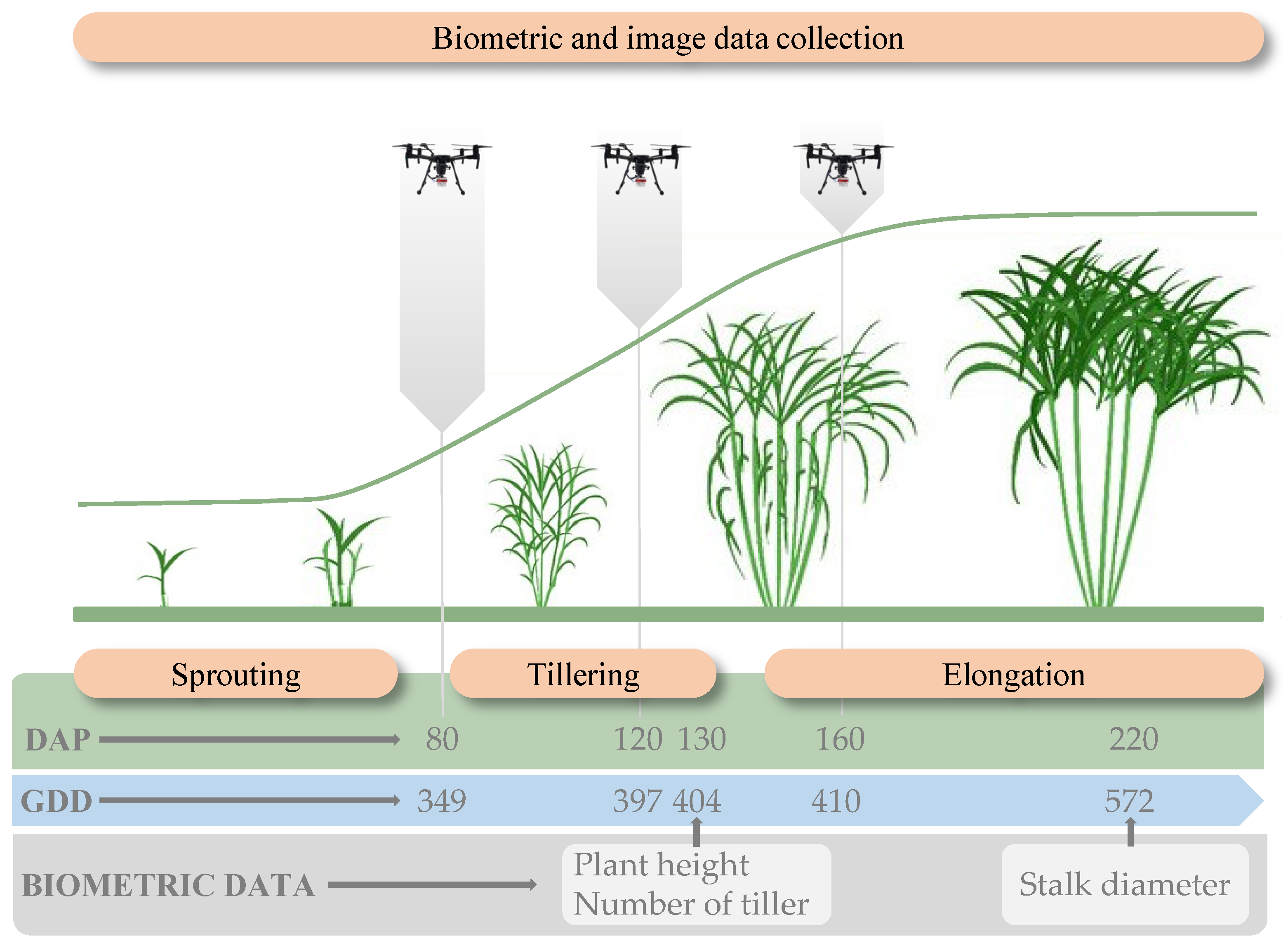 Agronomy 12 01992 g001 Agronomy 12 01992 g001
