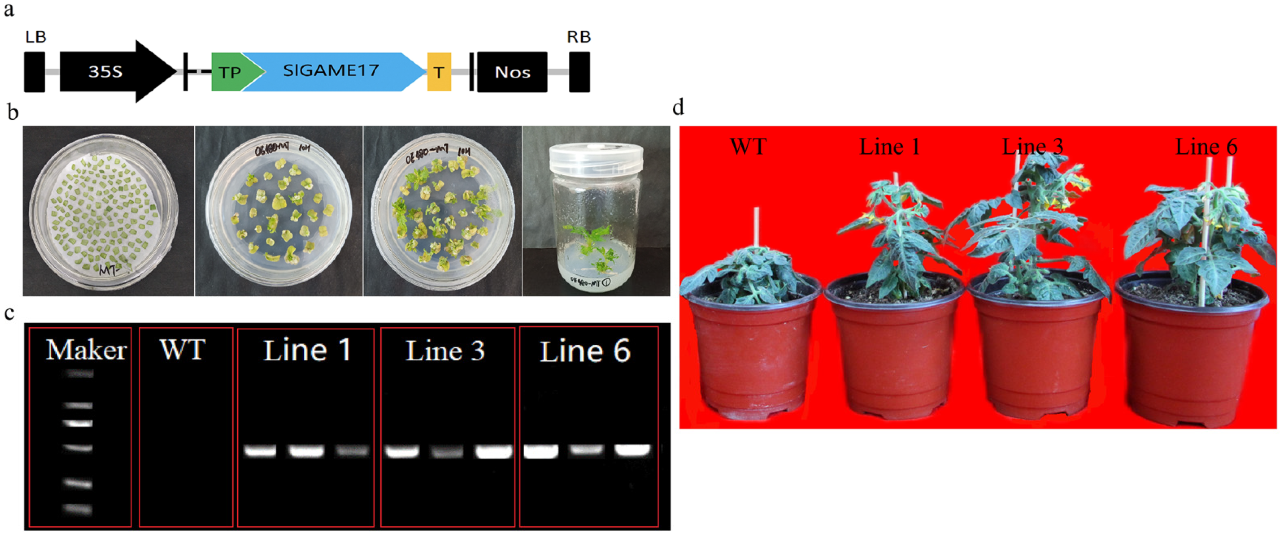 Agronomy 12 01998 g005