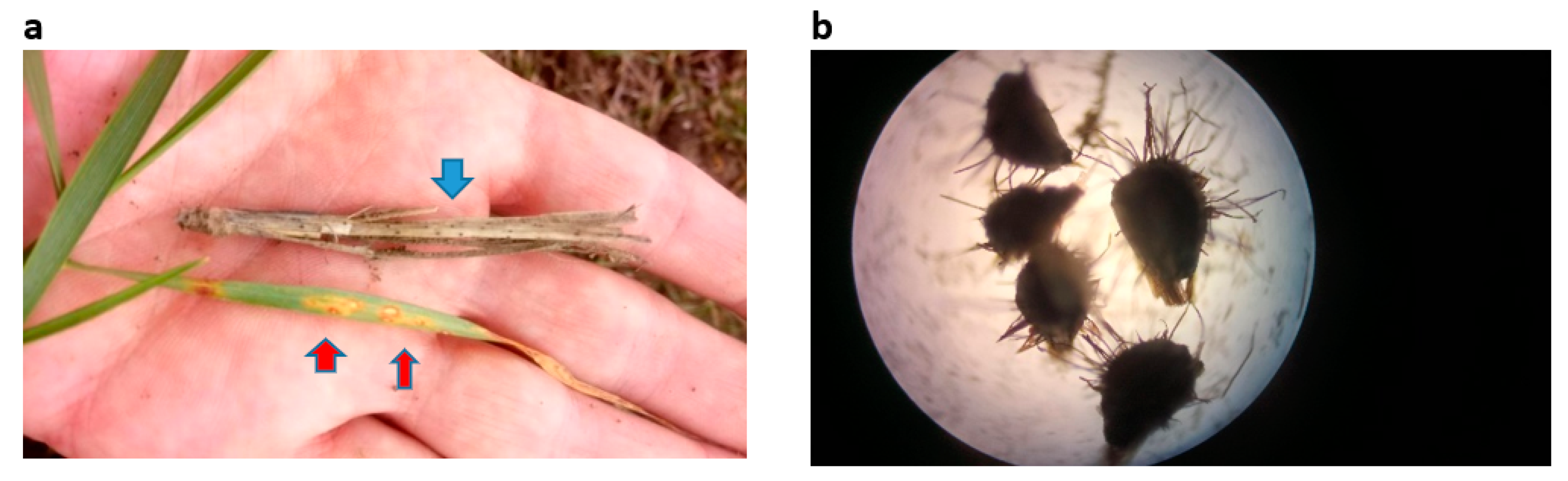 Agronomy 12 02000 g009 Agronomy 12 02000 g009