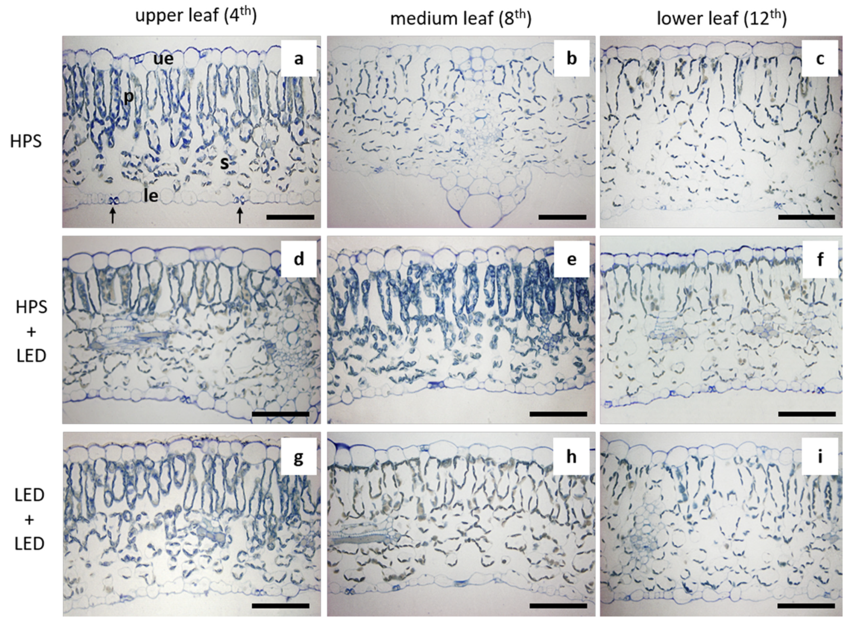 Agronomy 12 02004 g001 550