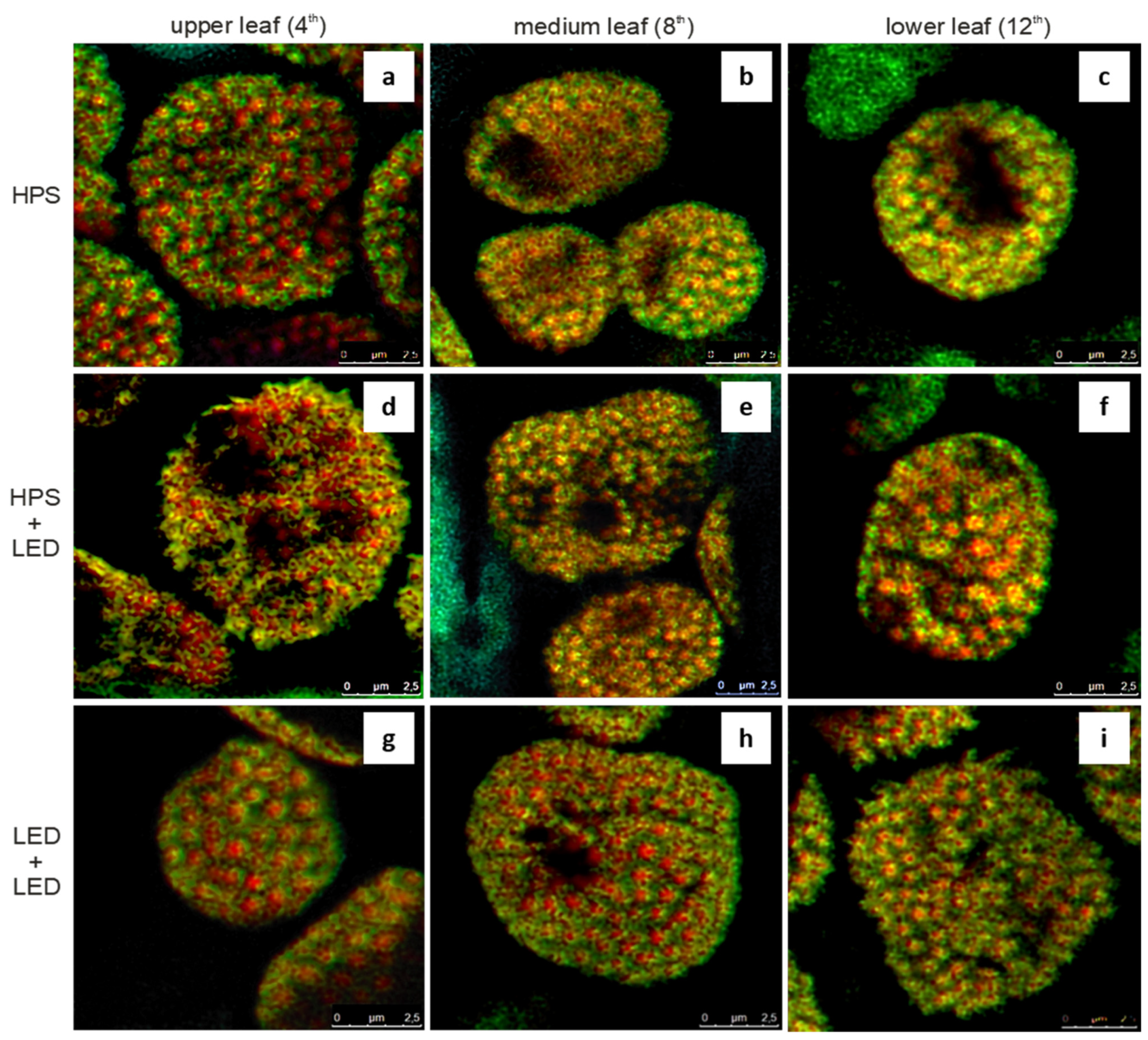Agronomy 12 02004 g003 550