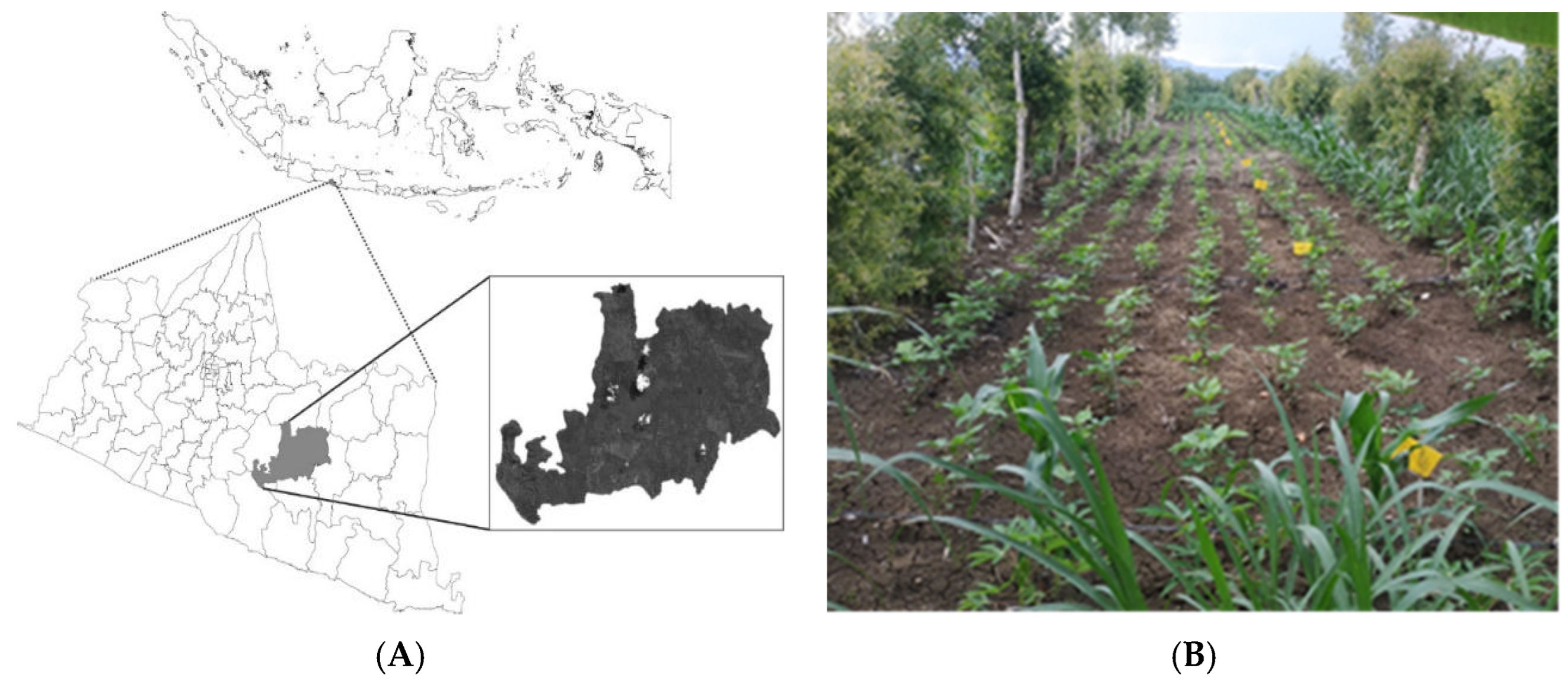 Agronomy 12 02012 g001