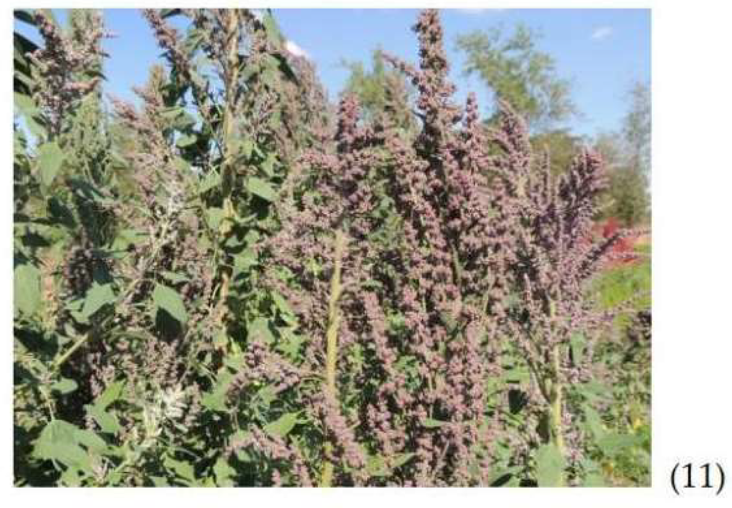 Agronomy 12 02026 g002b 550