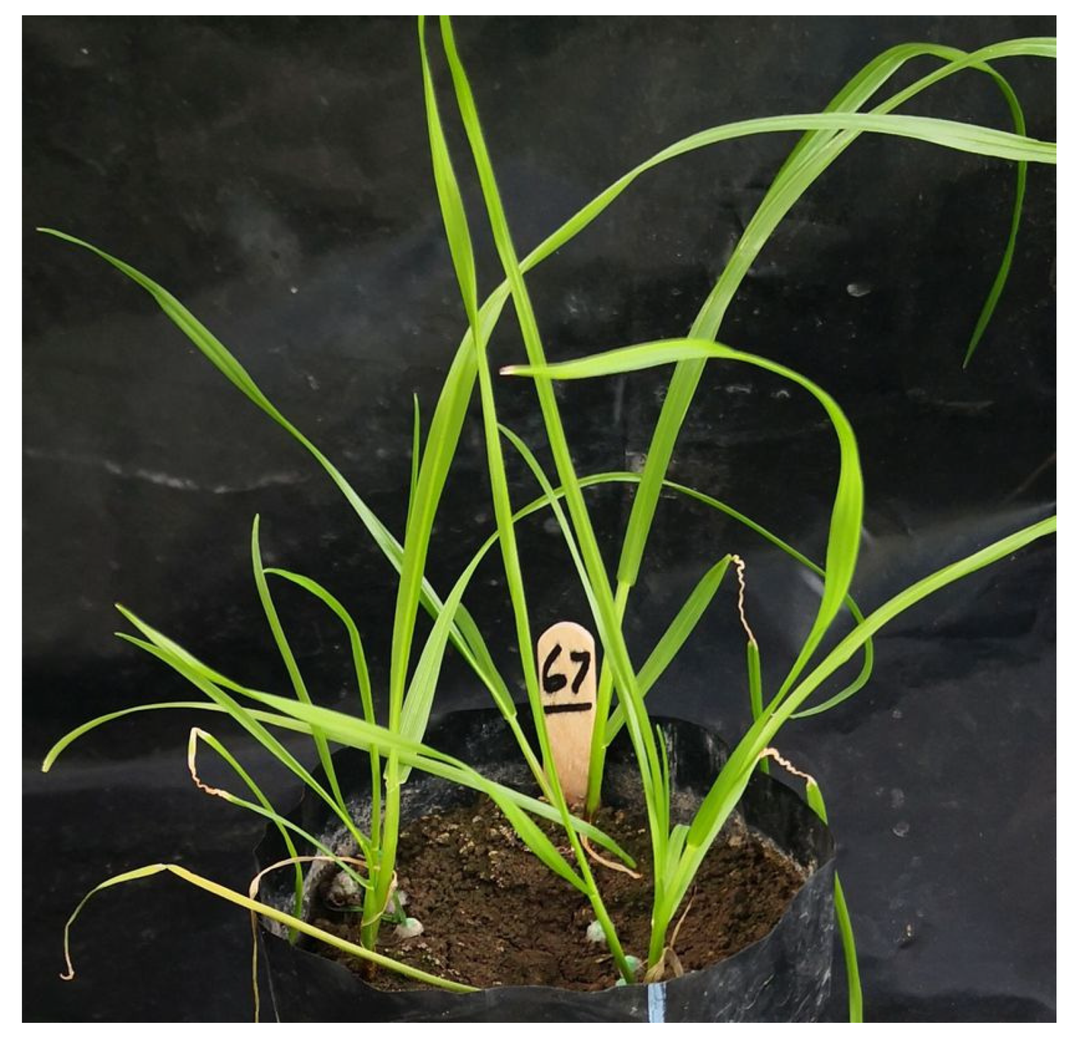 Agronomy 12 02039 g004