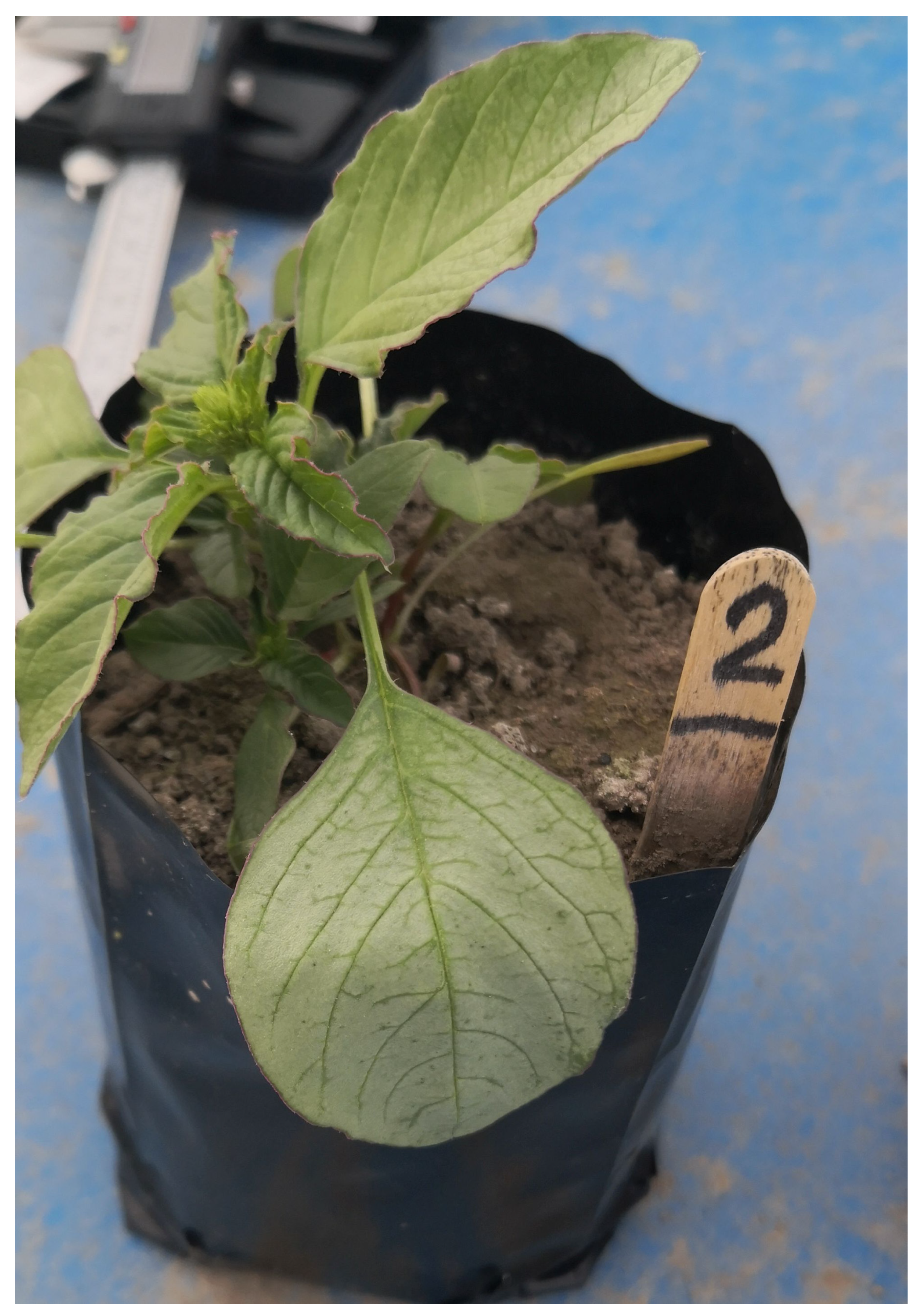 Agronomy 12 02039 g008