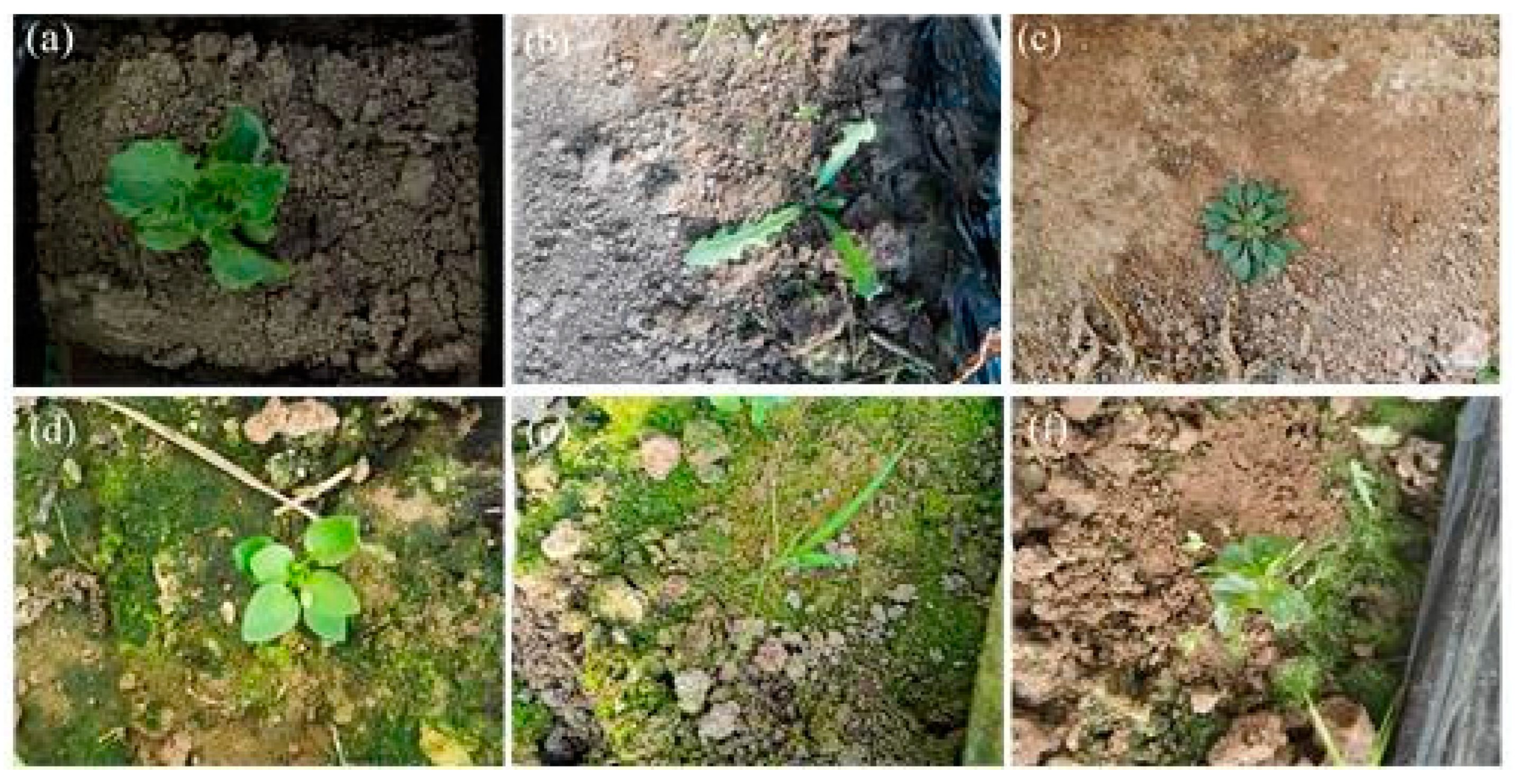 Agronomy 12 02061 g001