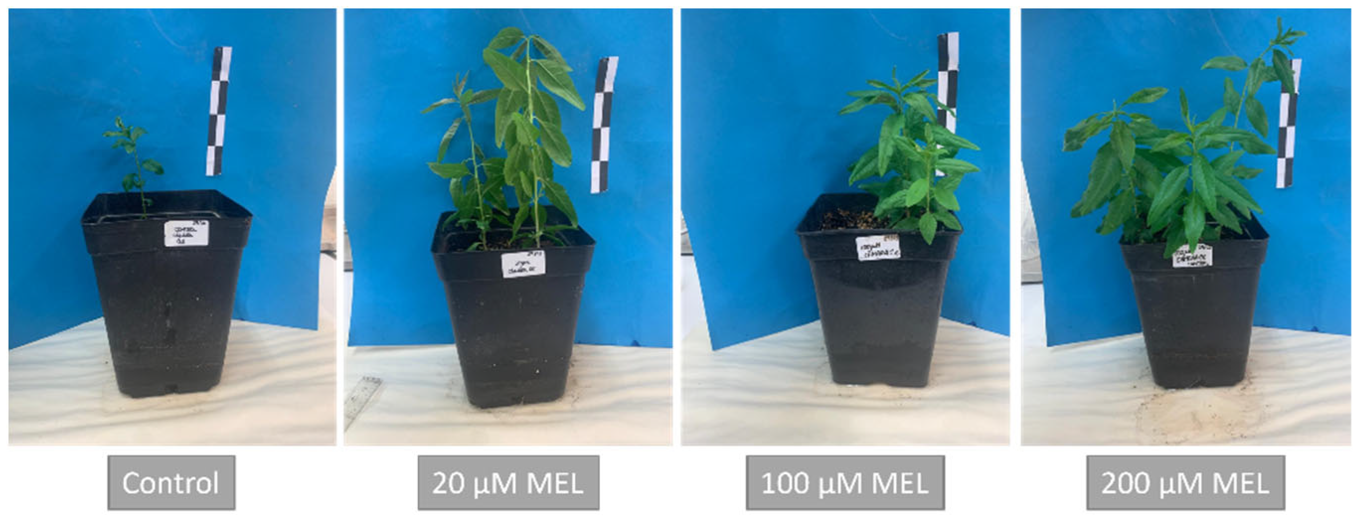 Agronomy 12 02070 g004