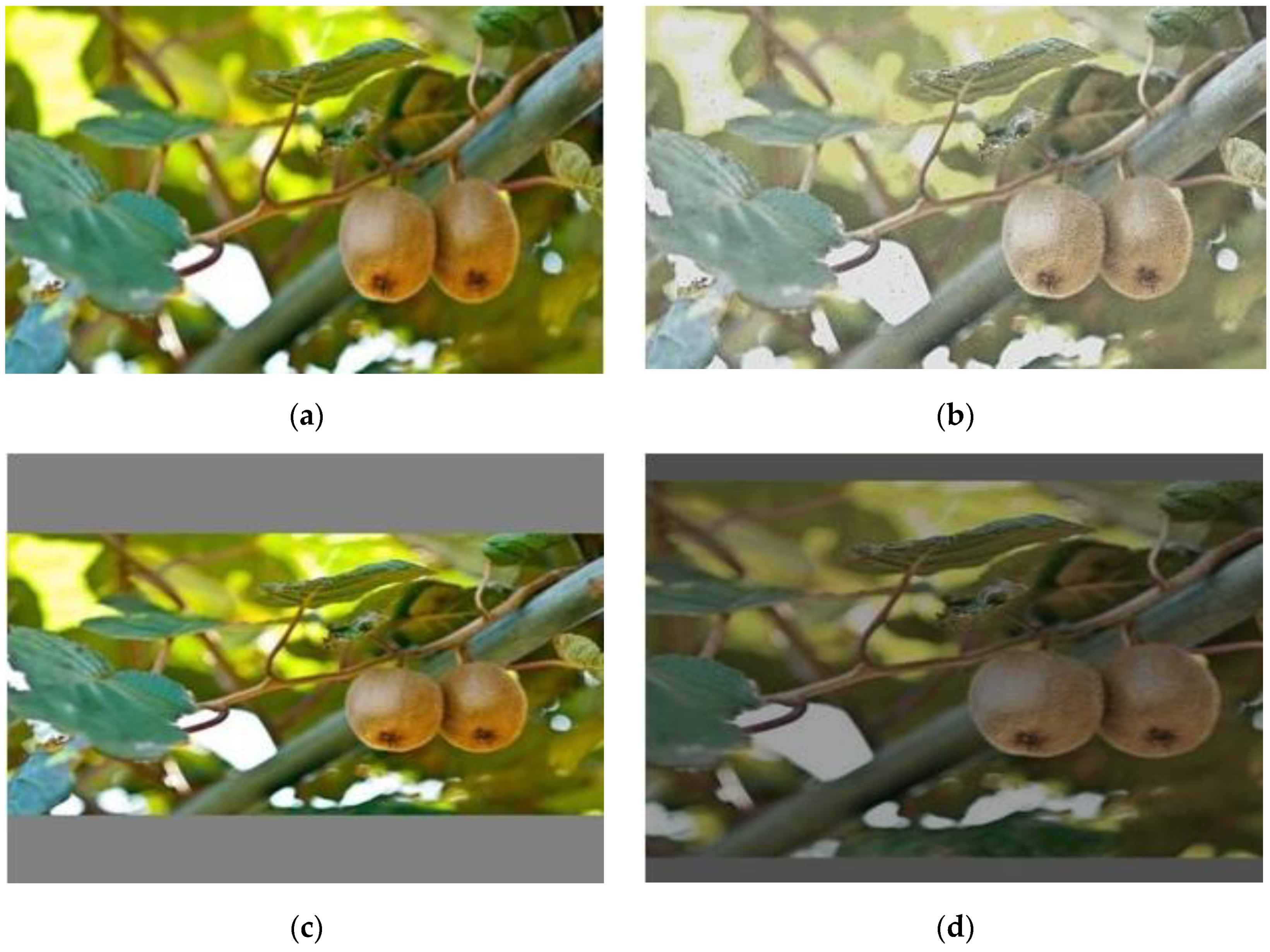 Agronomy 12 02081 g002