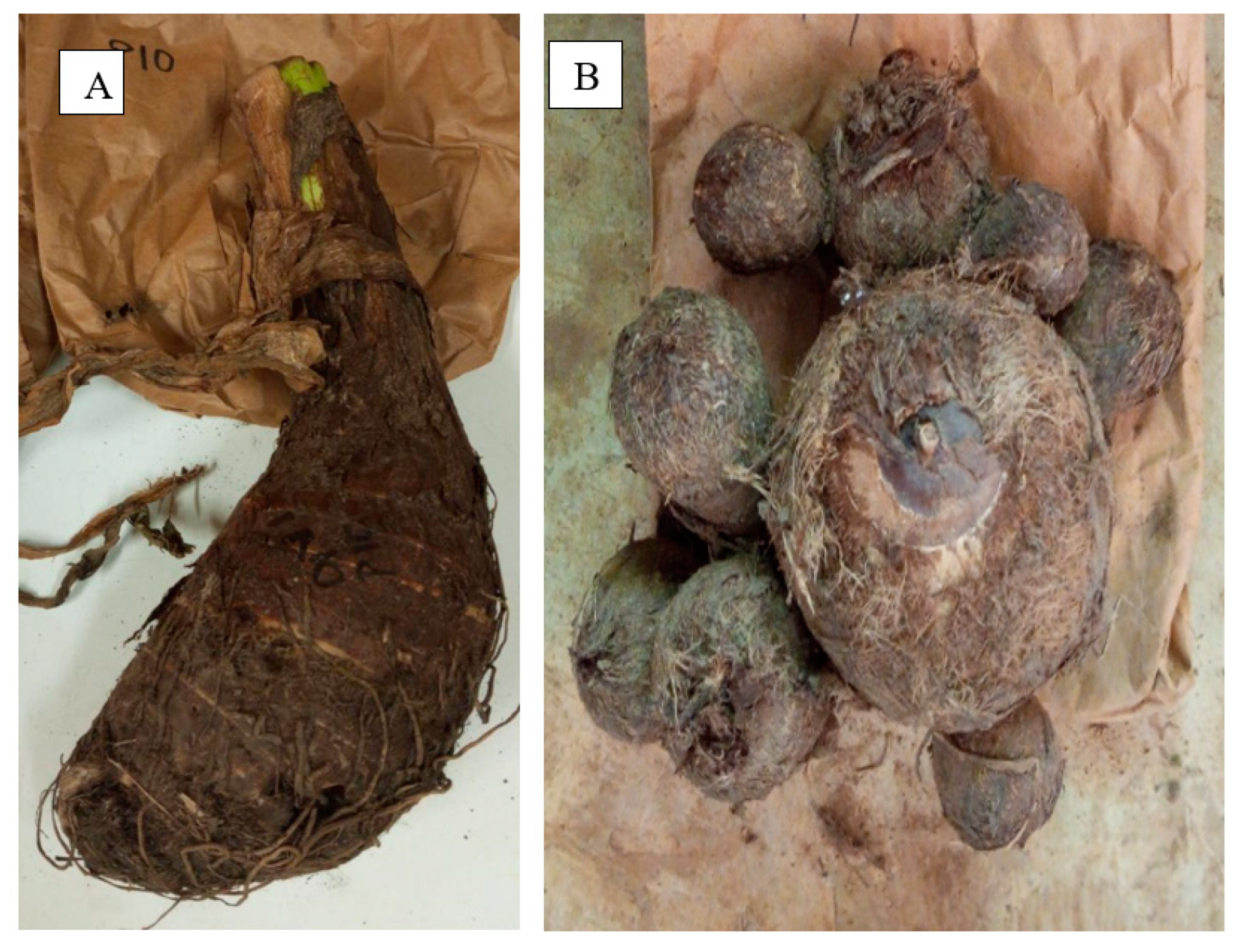 Agronomy 12 02094 g004 Agronomy 12 02094 g004