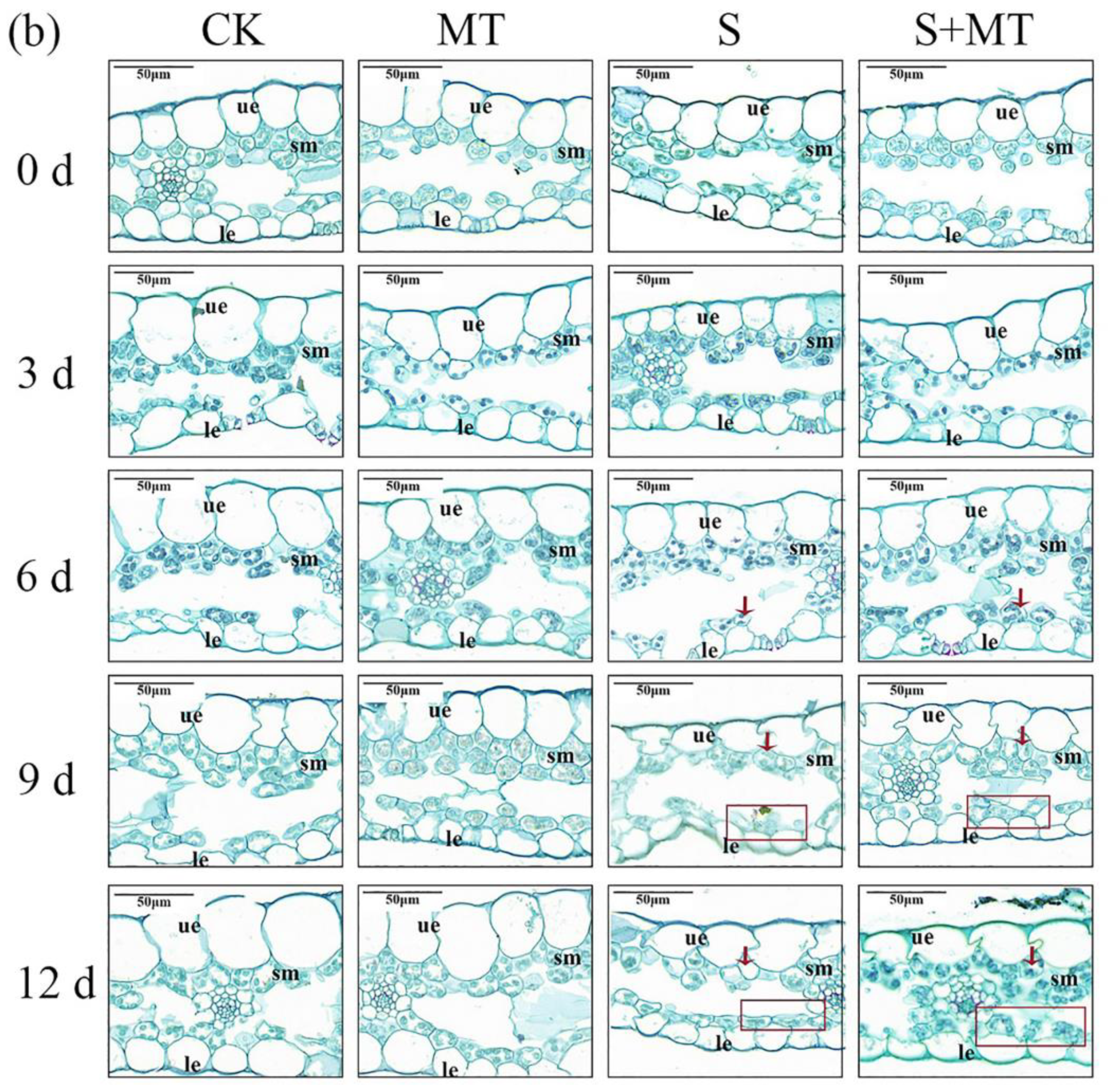 Agronomy 12 02098 g003b