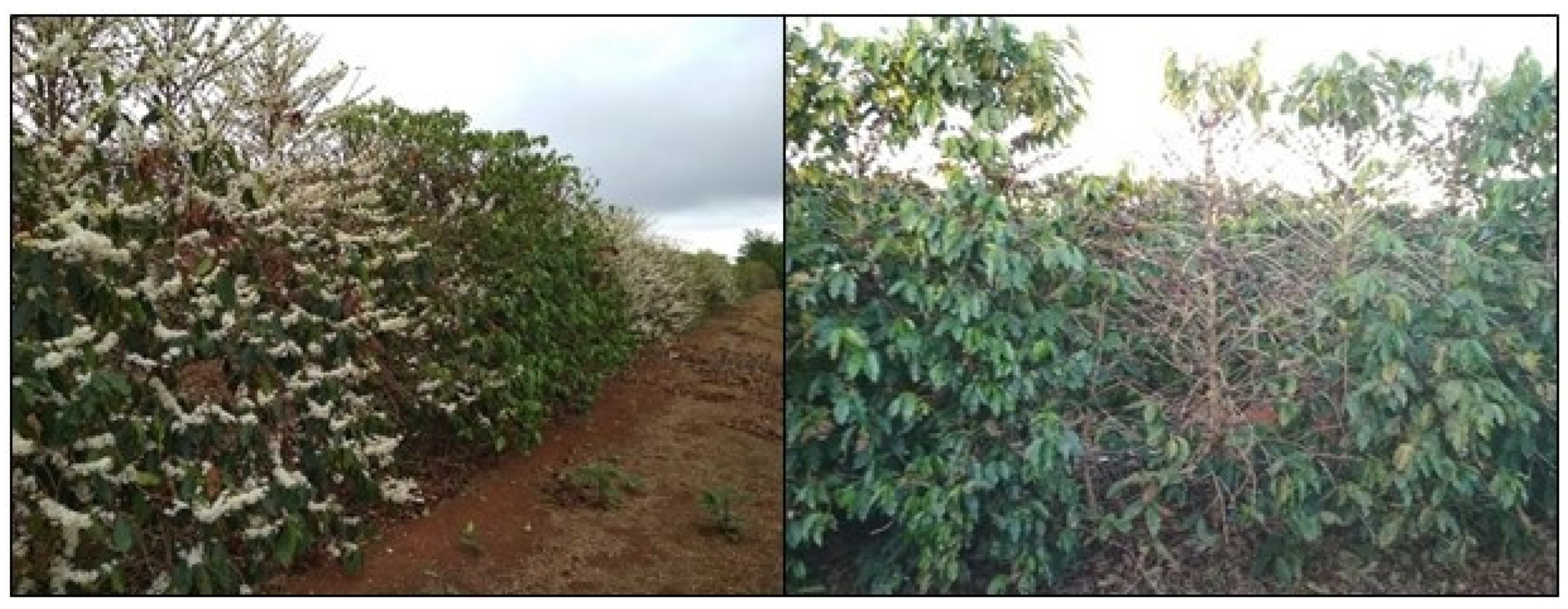 Agronomy 12 02118 g009