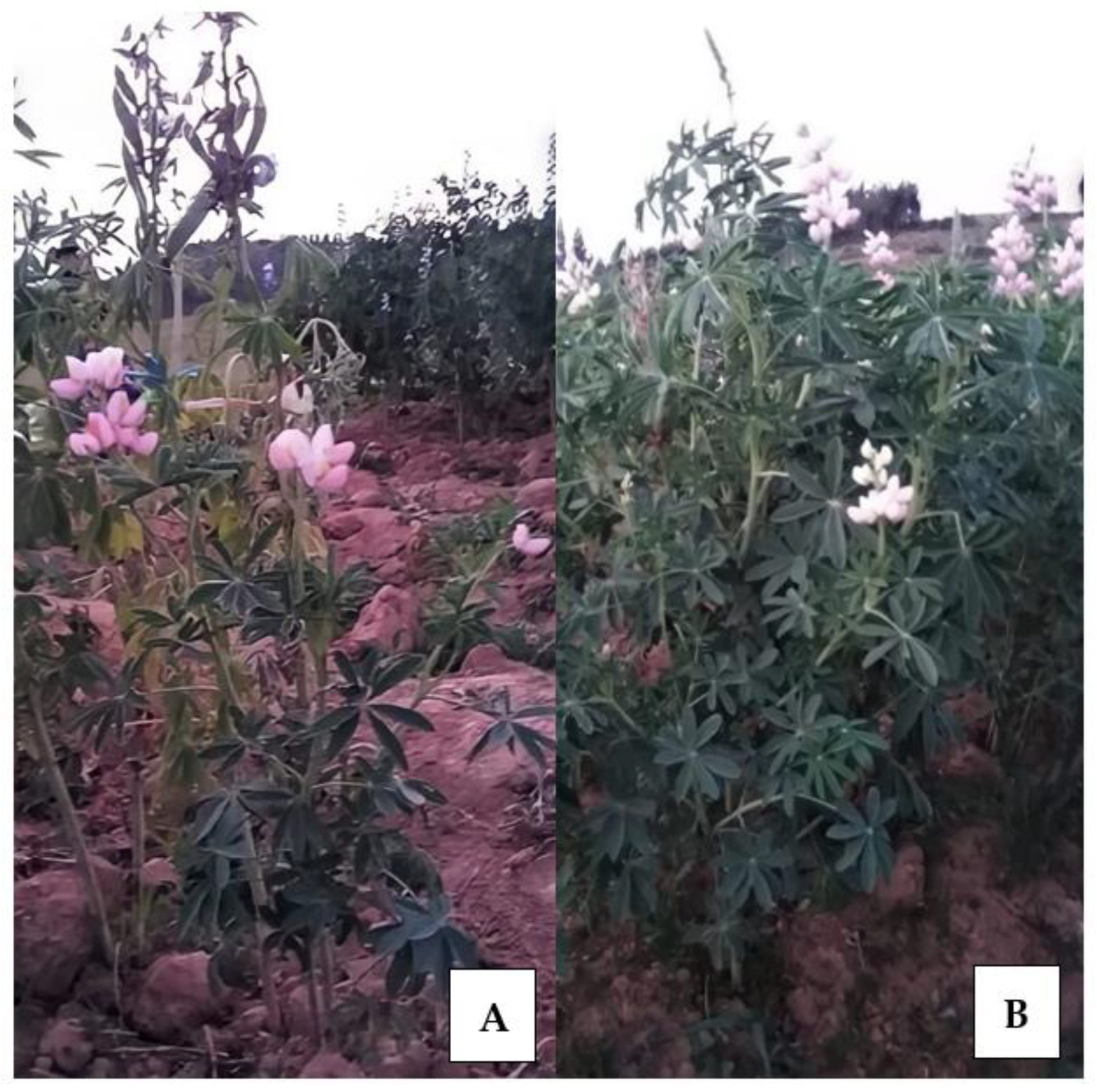 Agronomy 12 02132 g002