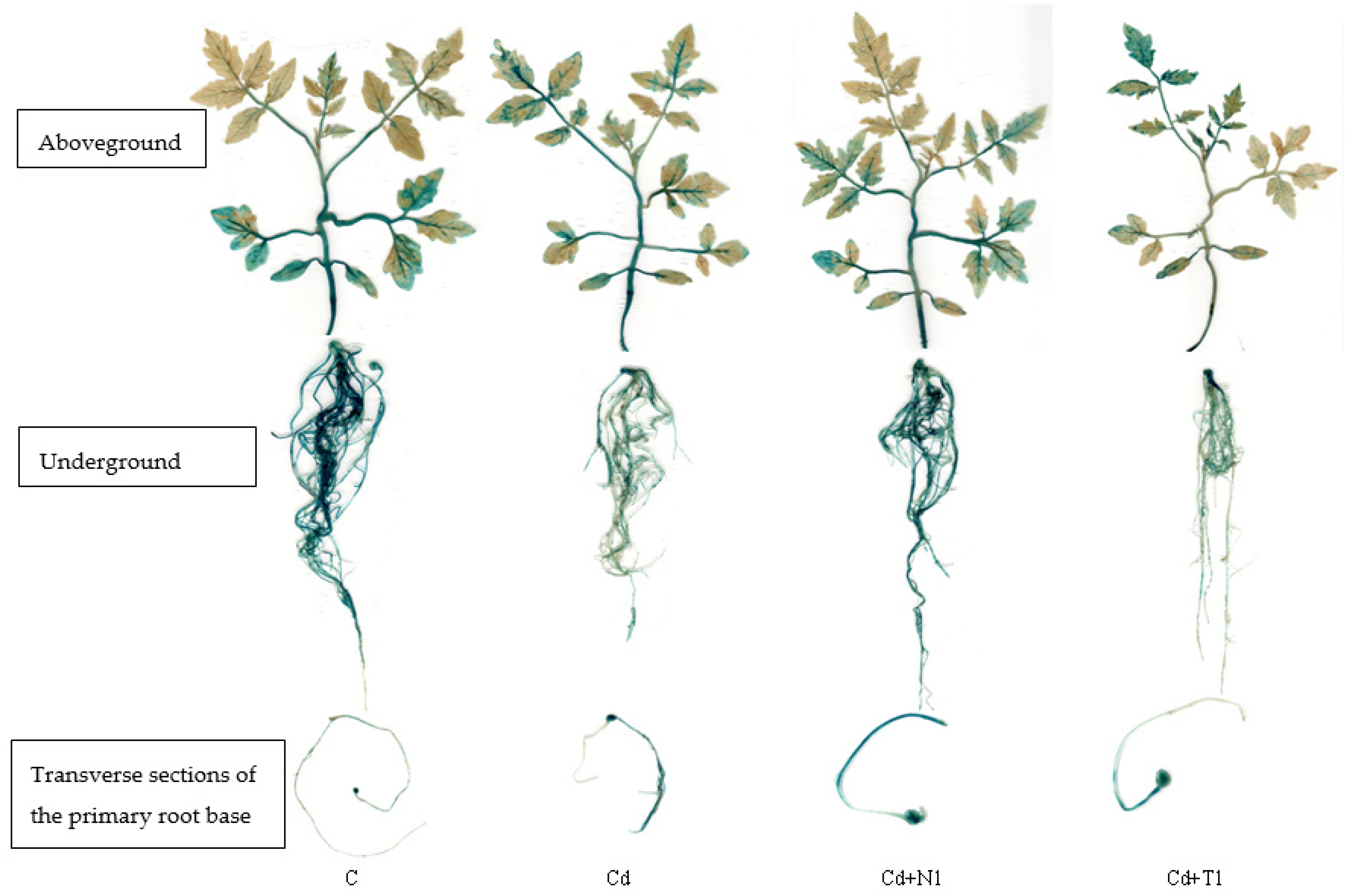 Agronomy 12 02141 g001 Agronomy 12 02141 g001