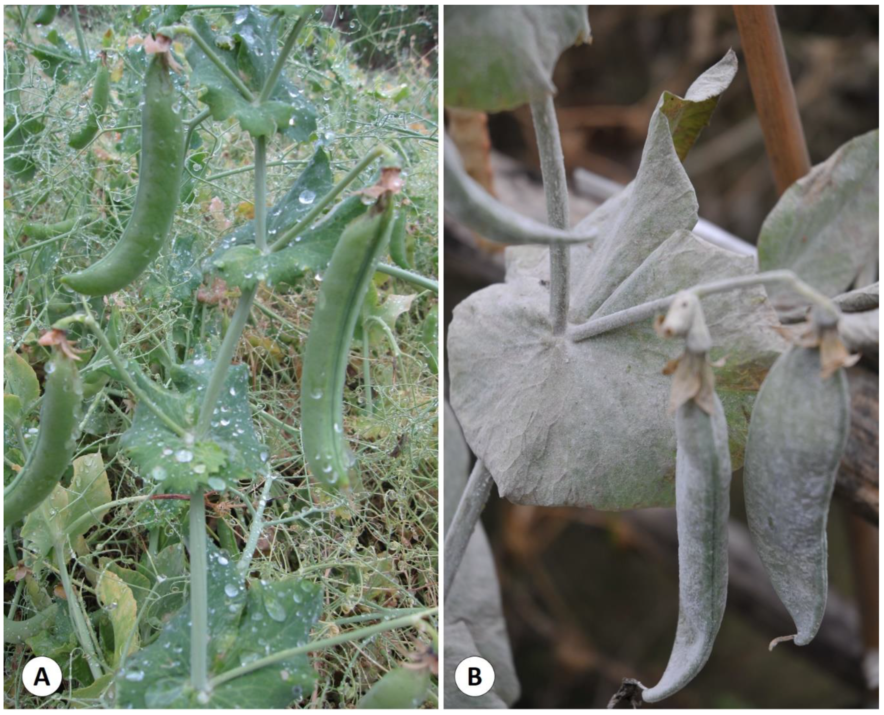 Agronomy 12 02160 g002