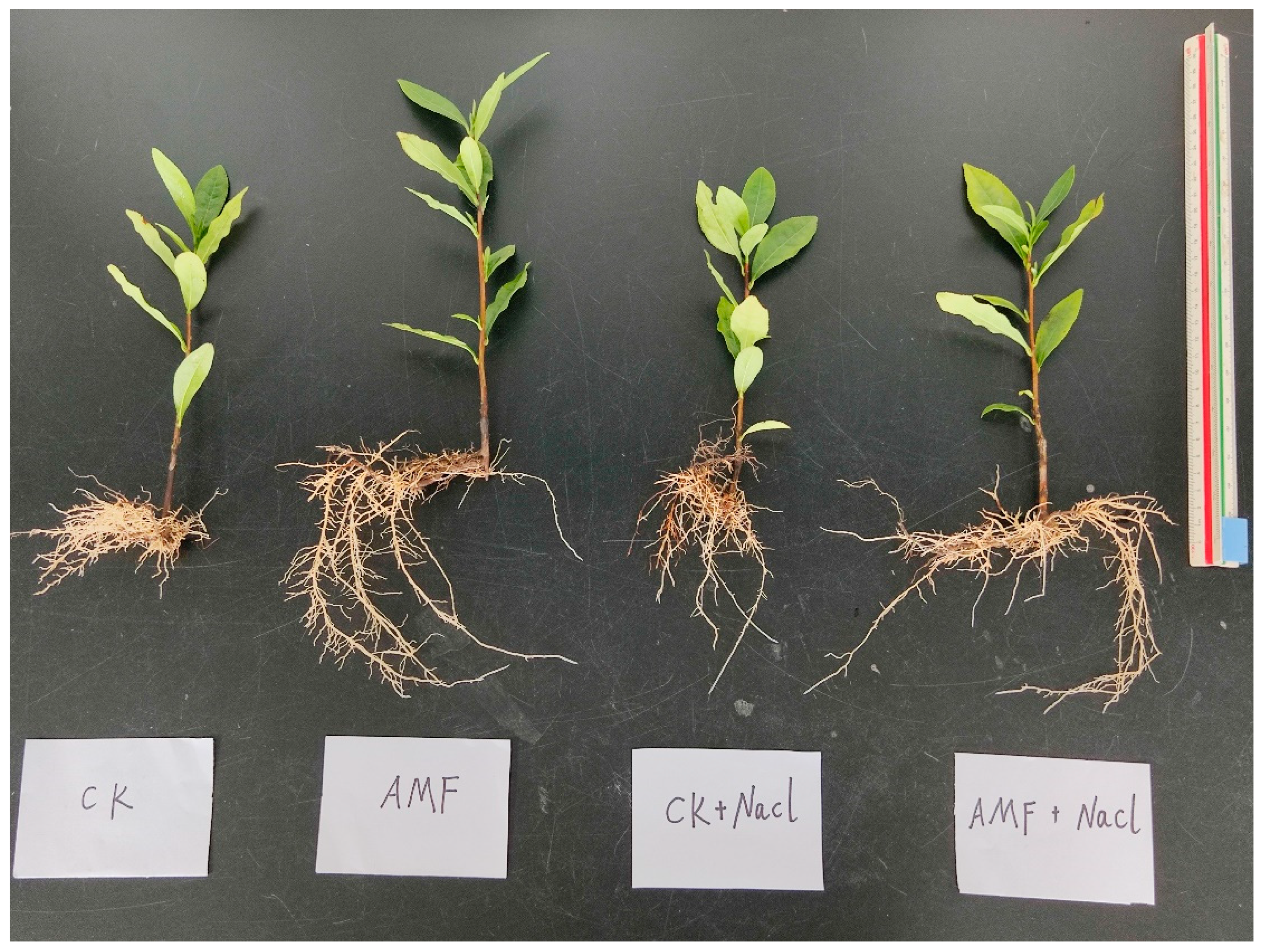 Agronomy 12 02163 g001 550