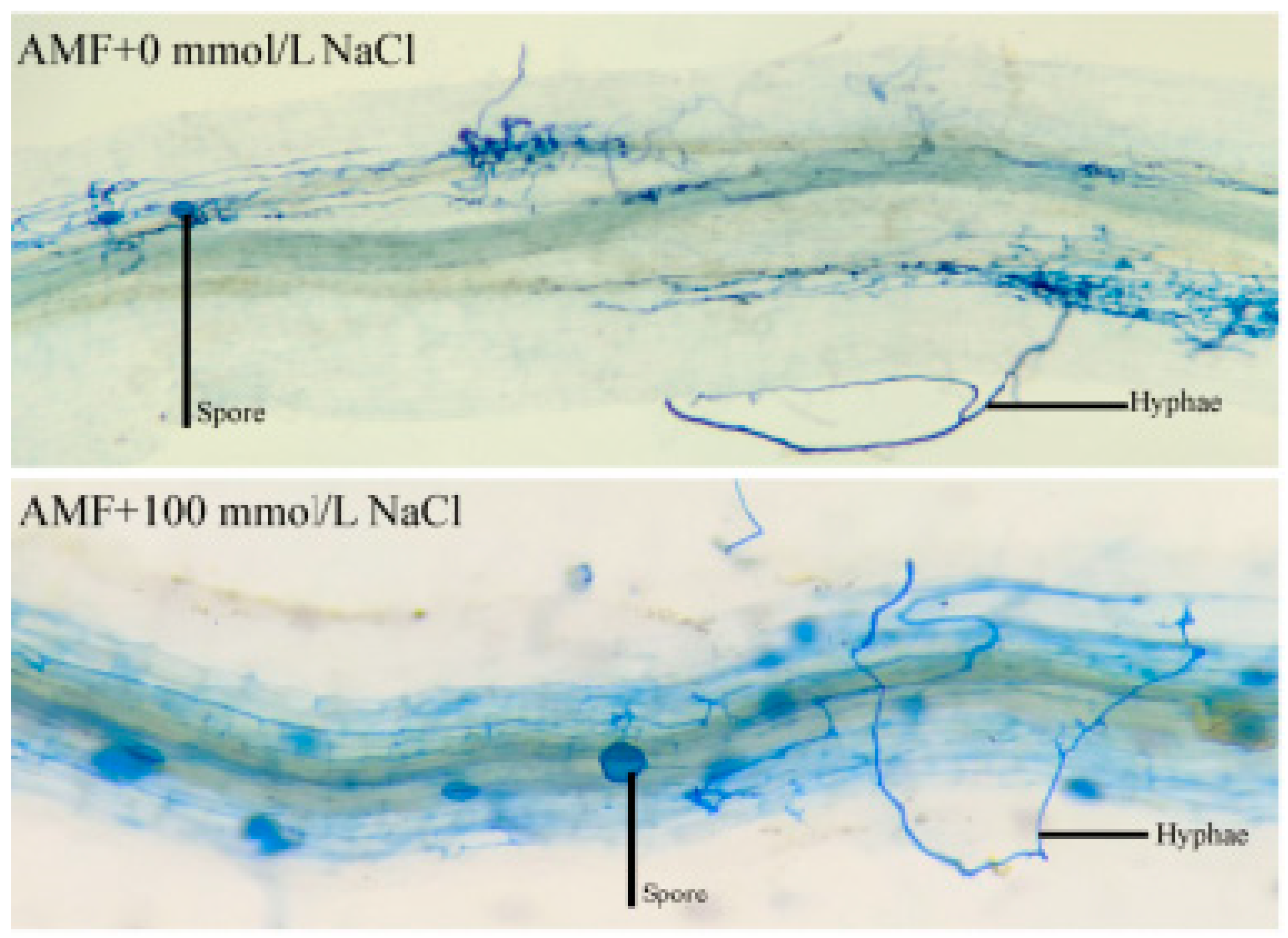 Agronomy 12 02163 g002 550