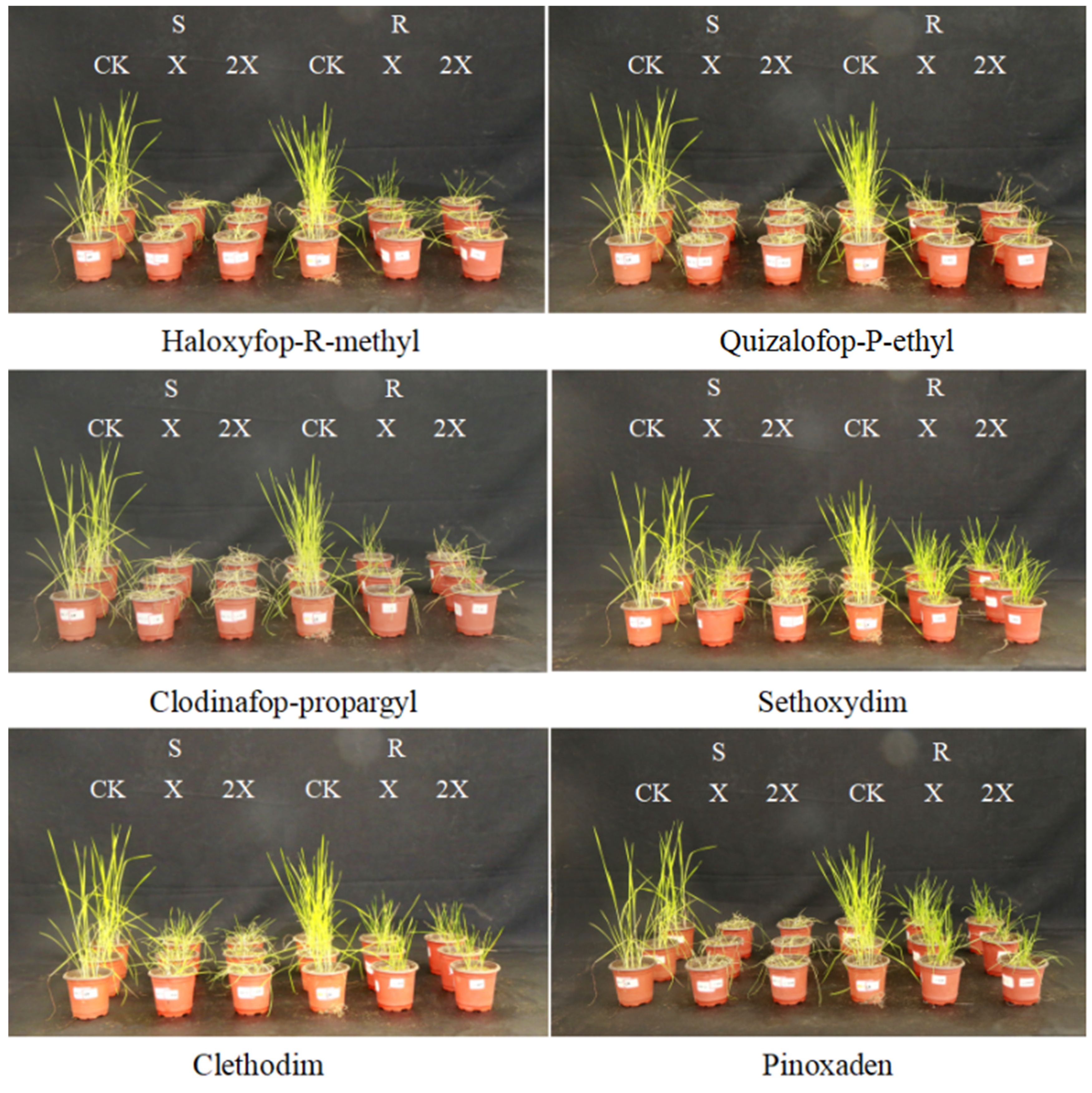 Agronomy 12 02172 g002 550