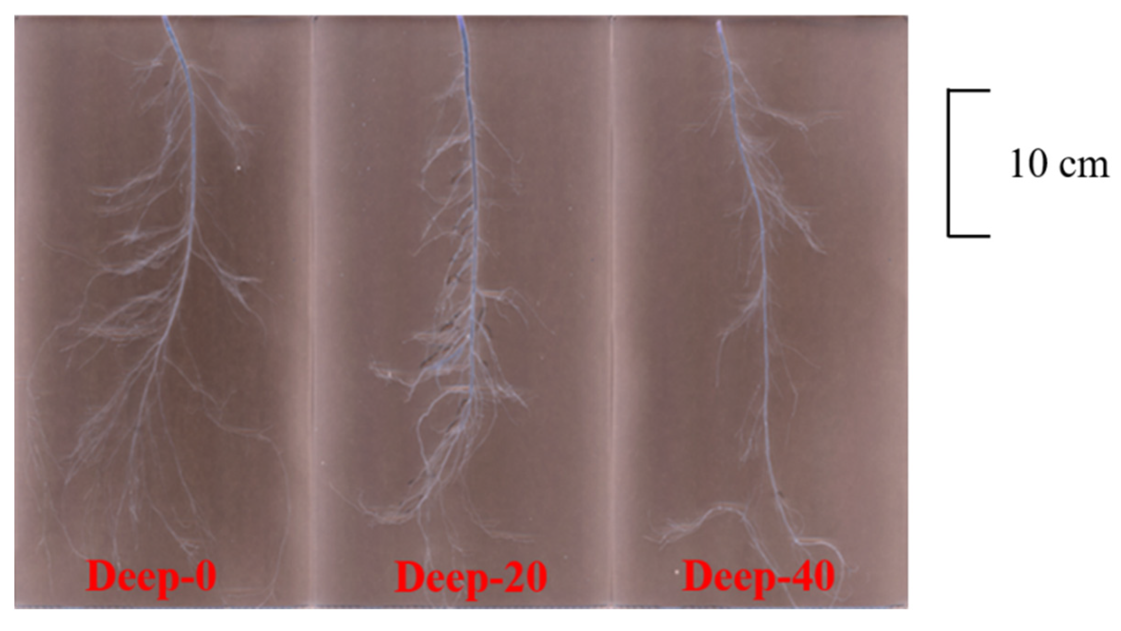 Agronomy 12 02192 g002