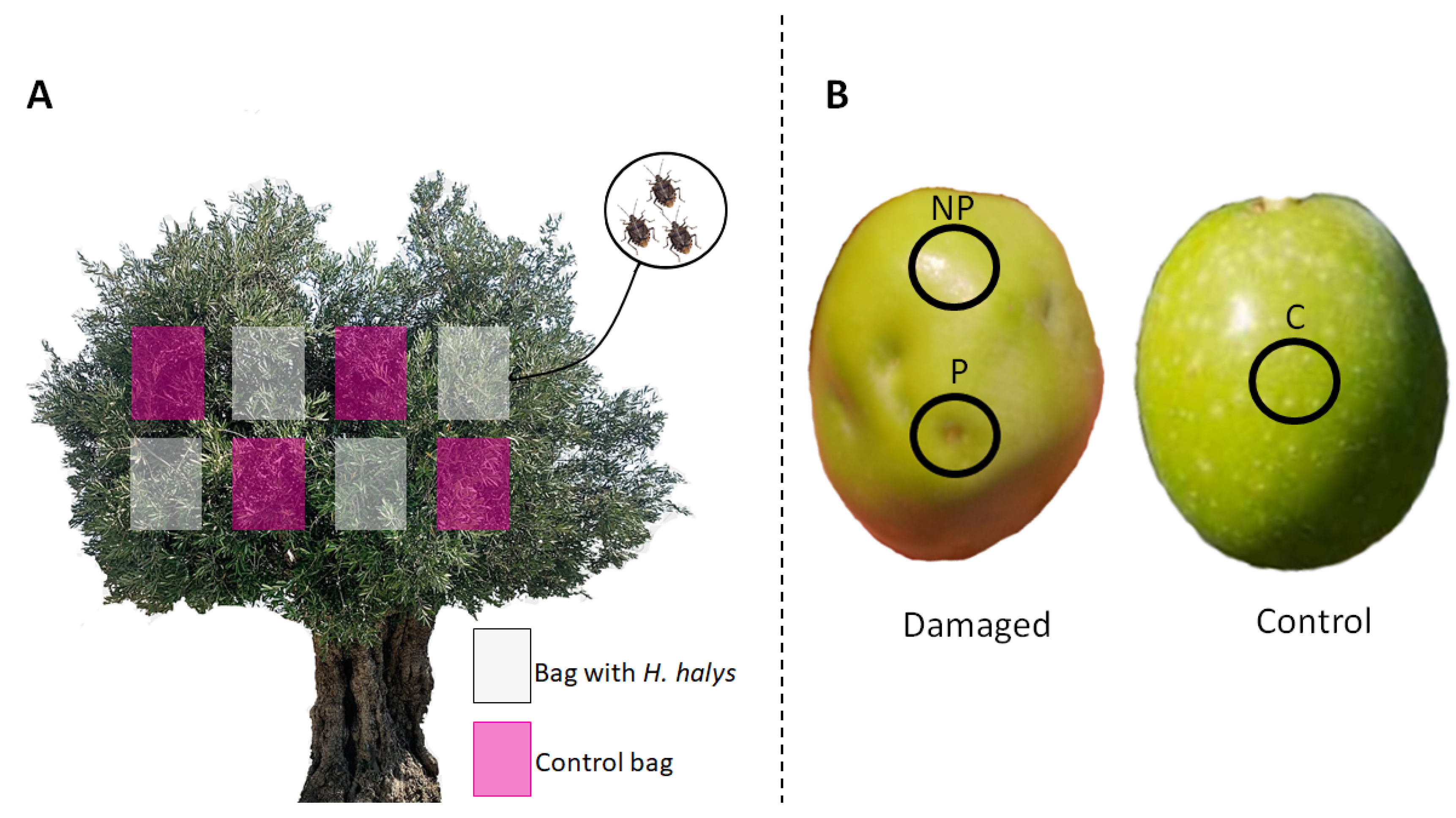 Agronomy 12 02200 g001