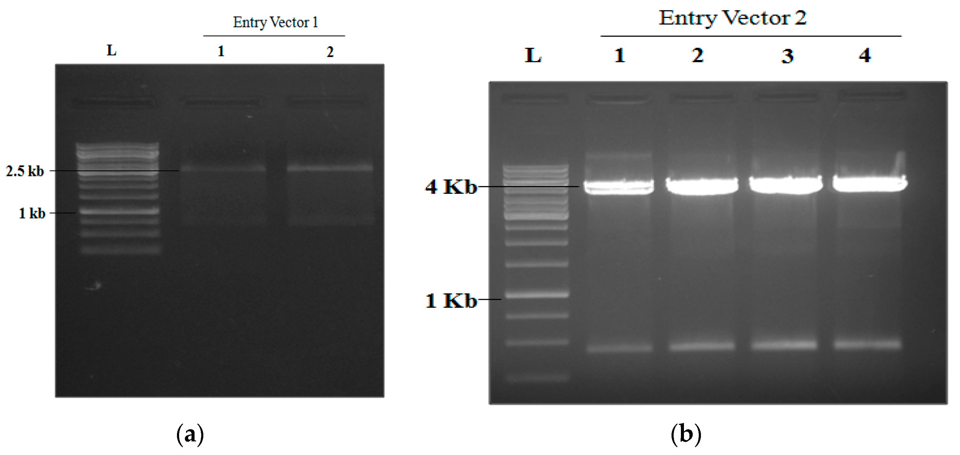 Agronomy 12 02206 g001 550