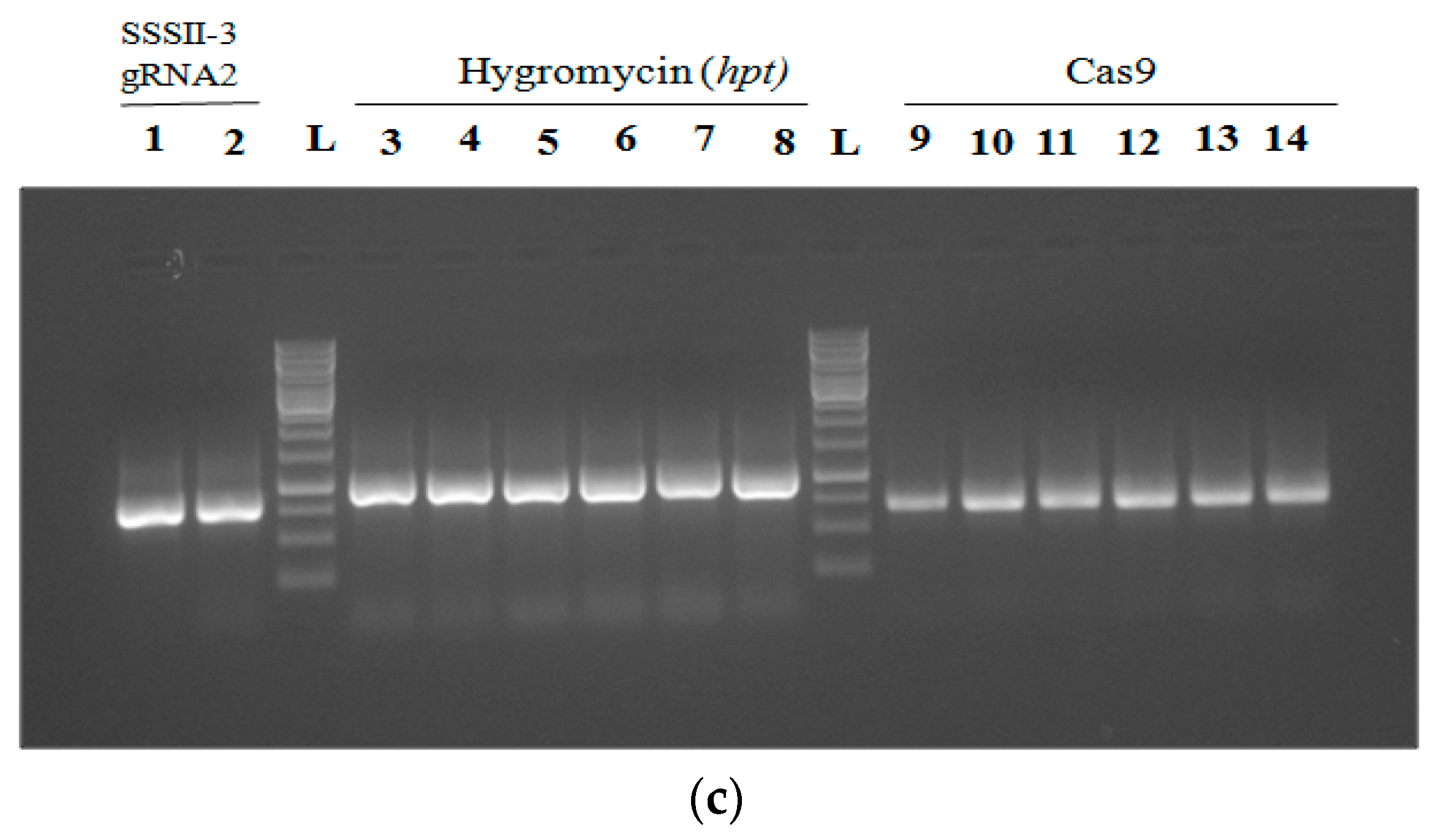 Agronomy 12 02206 g002b 550