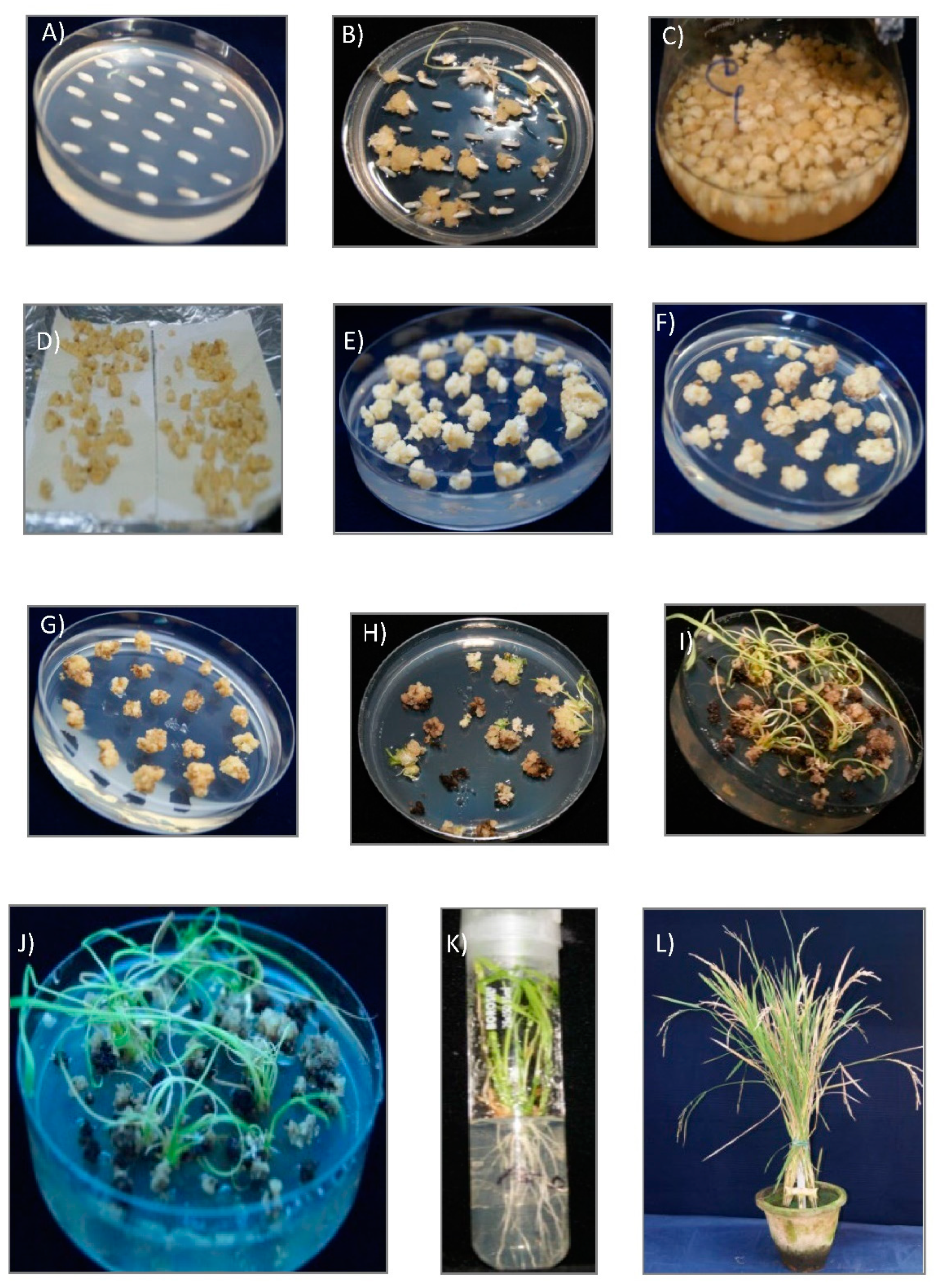 Agronomy 12 02206 g003 550