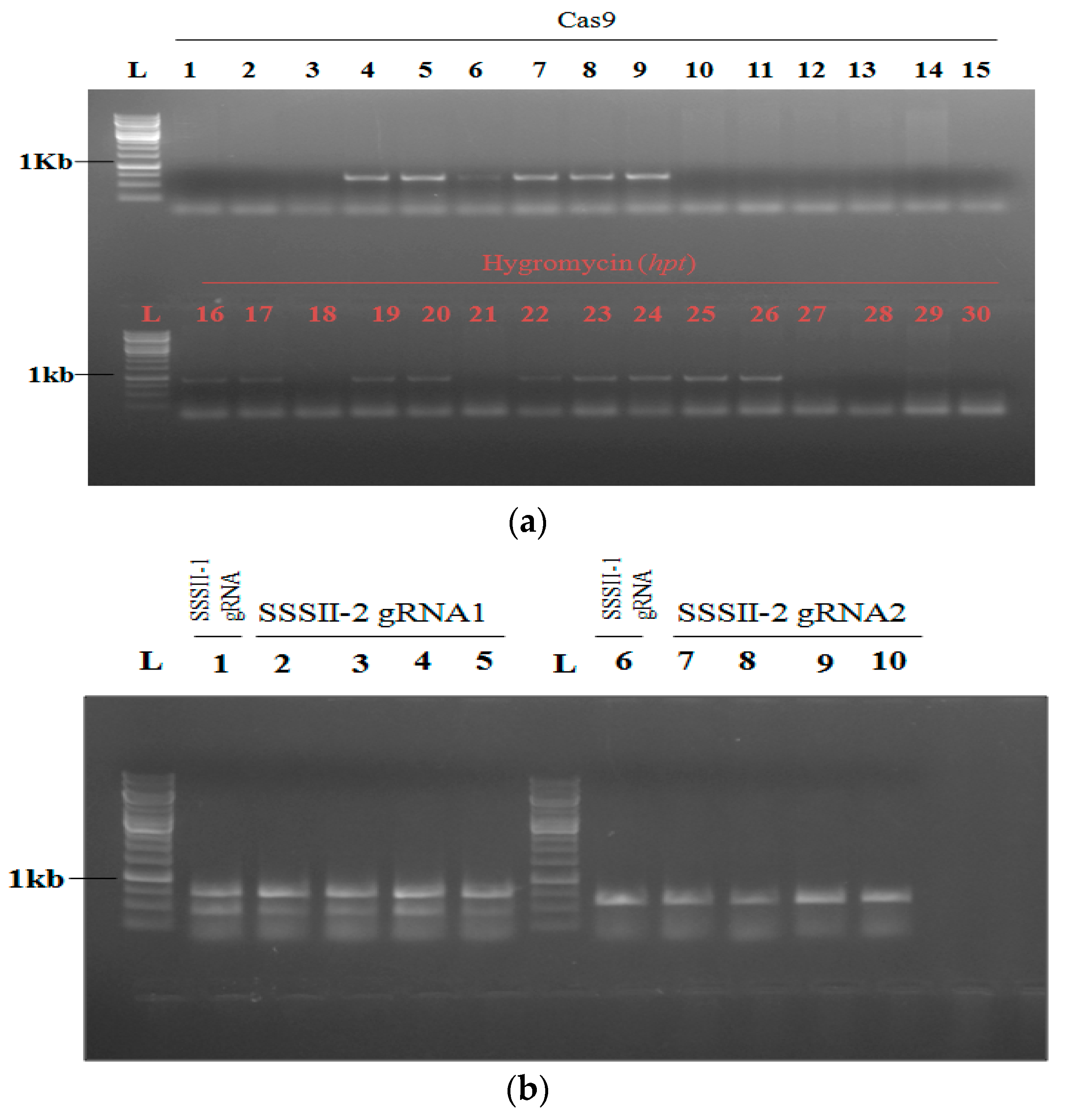 Agronomy 12 02206 g004 550