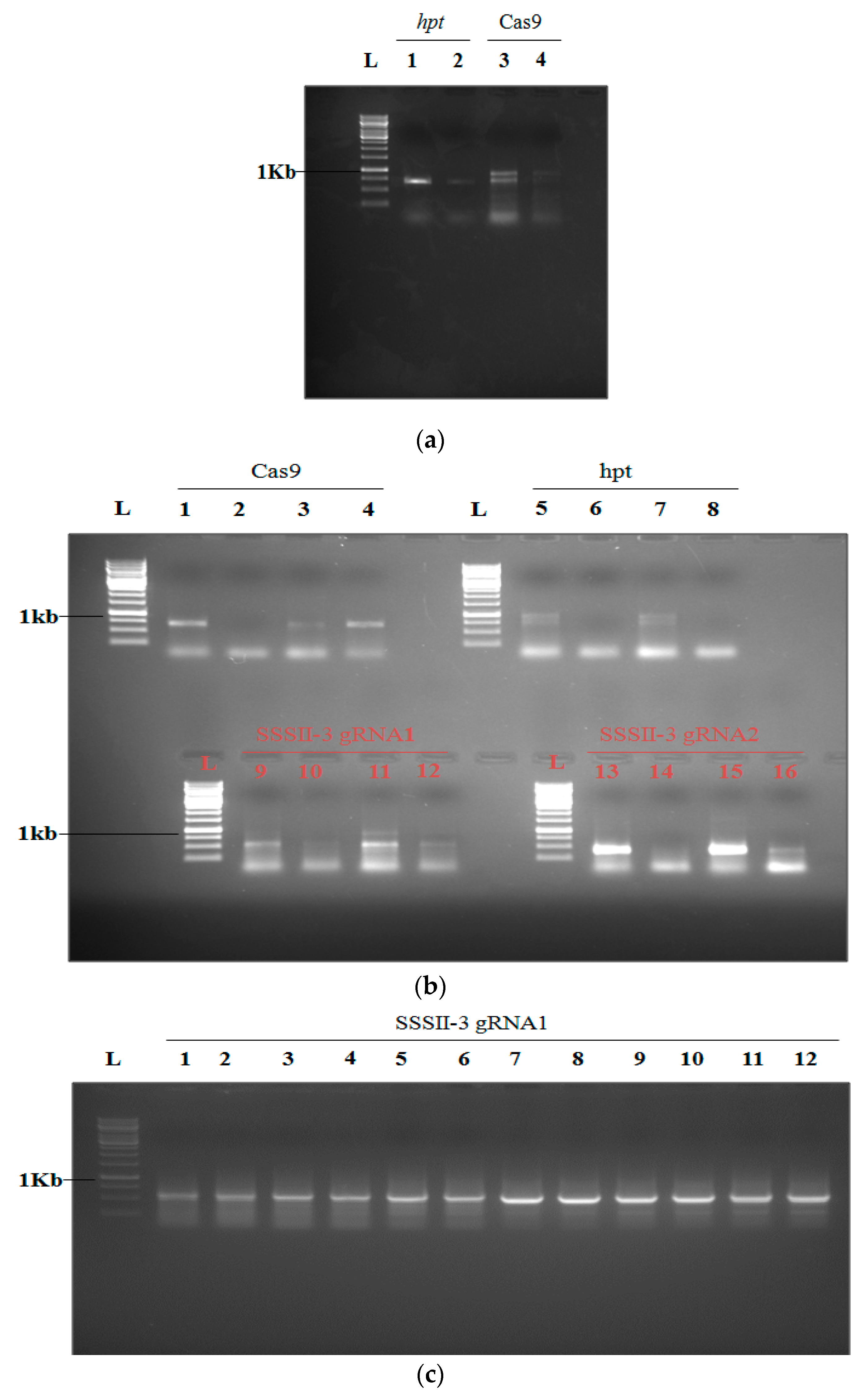 Agronomy 12 02206 g006 550