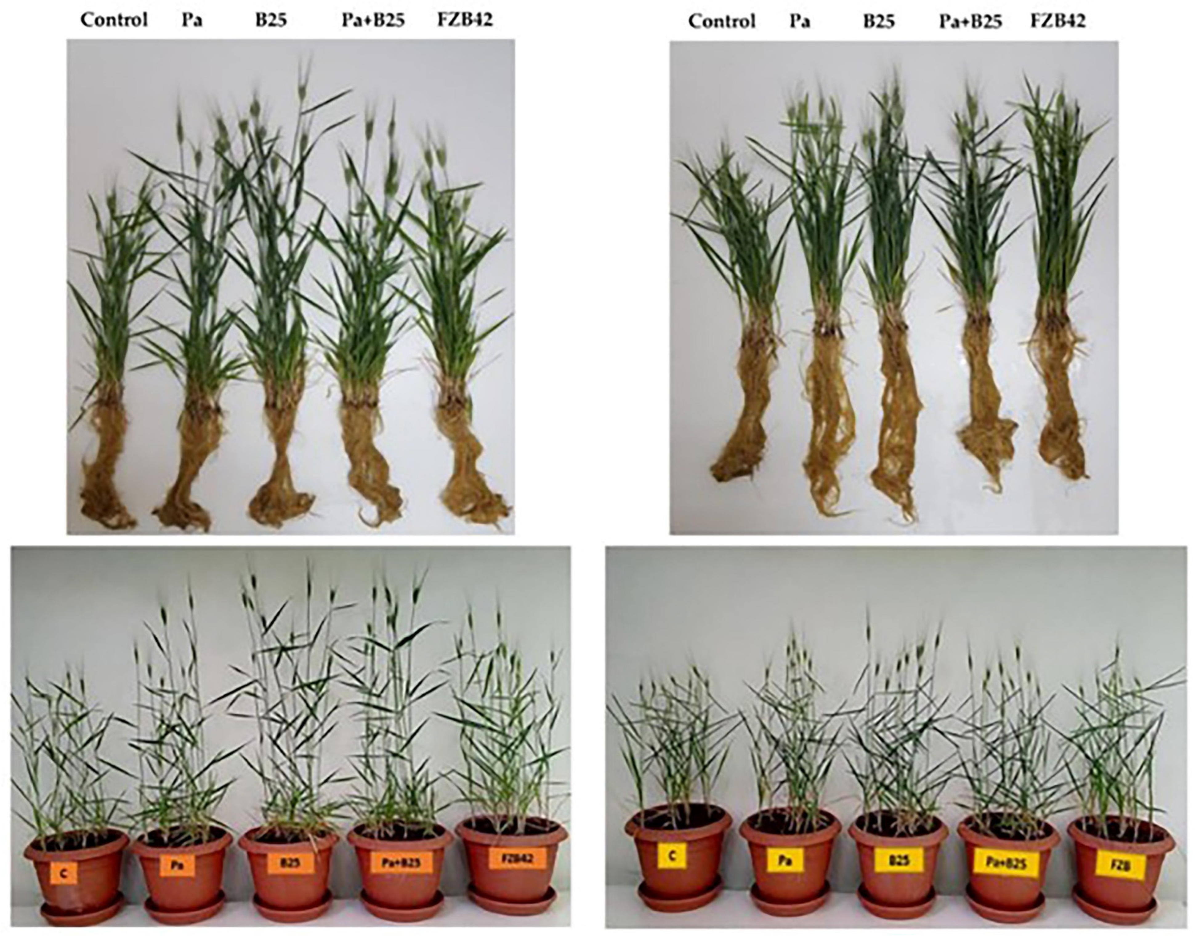 Agronomy 12 02221 g009 Agronomy 12 02221 g009