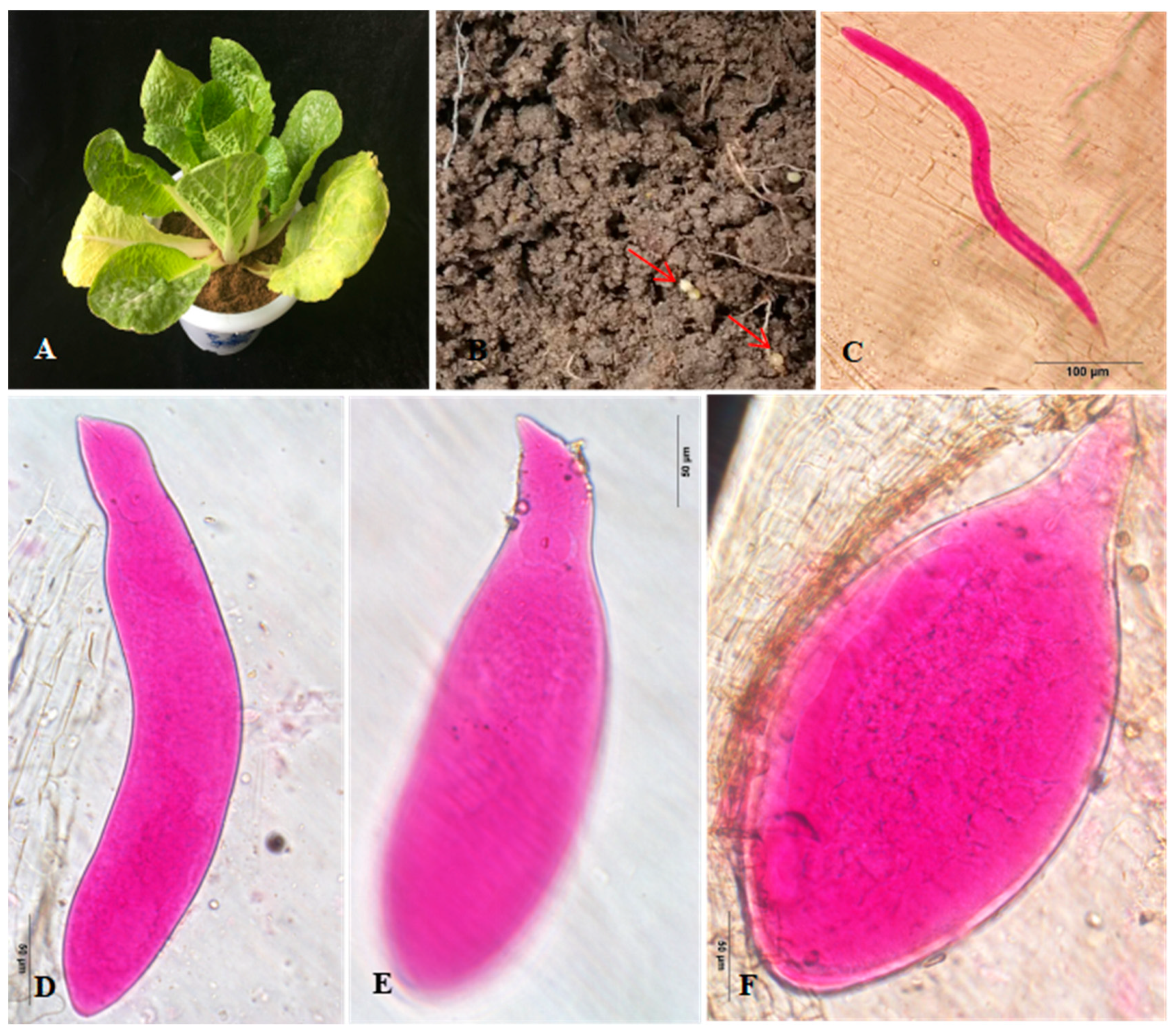 Agronomy 12 02227 g004