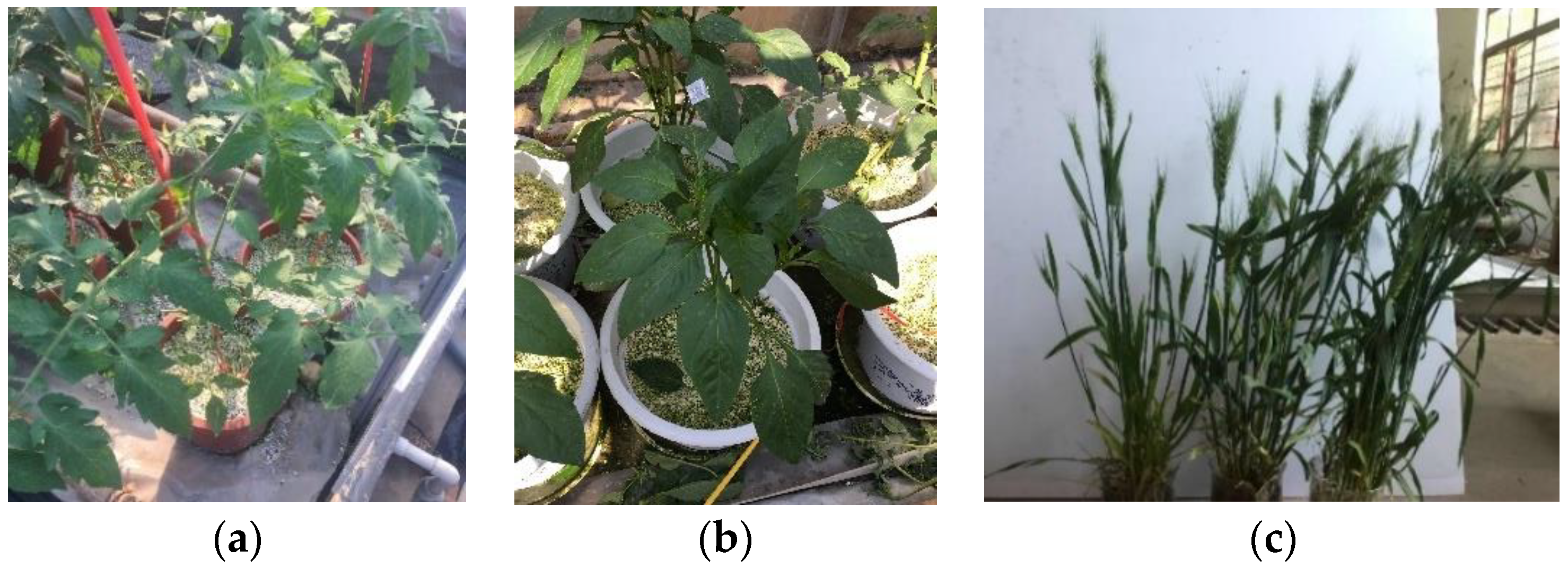 Agronomy 12 02228 g001