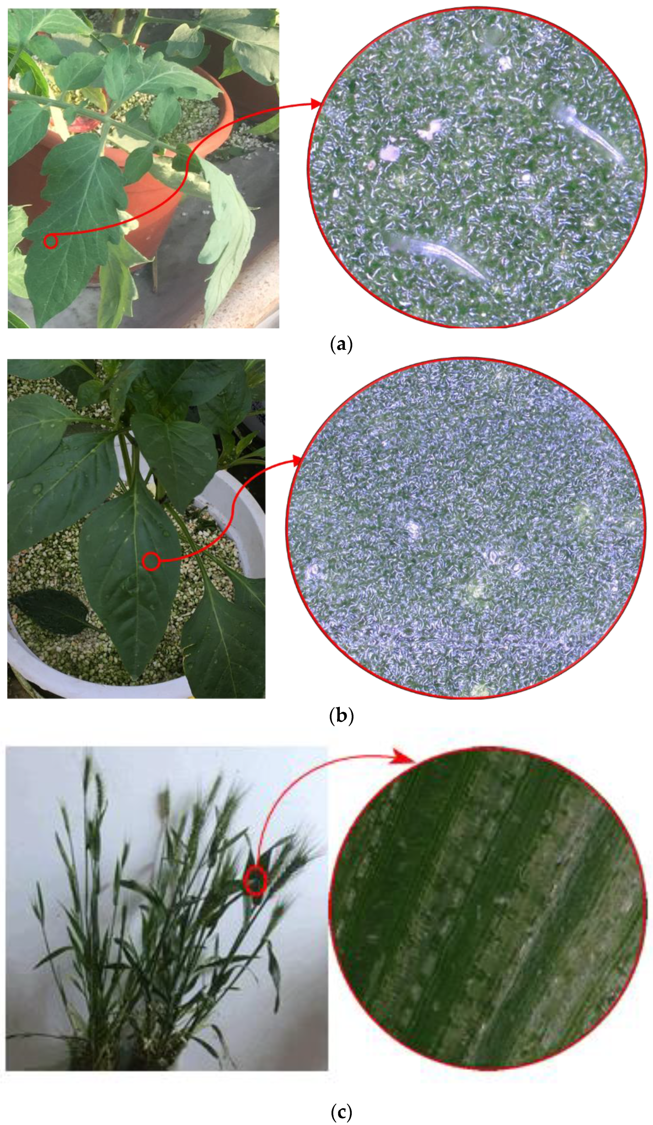 Agronomy 12 02228 g003