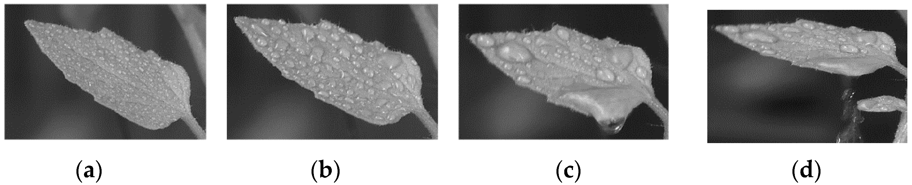 Agronomy 12 02228 g008