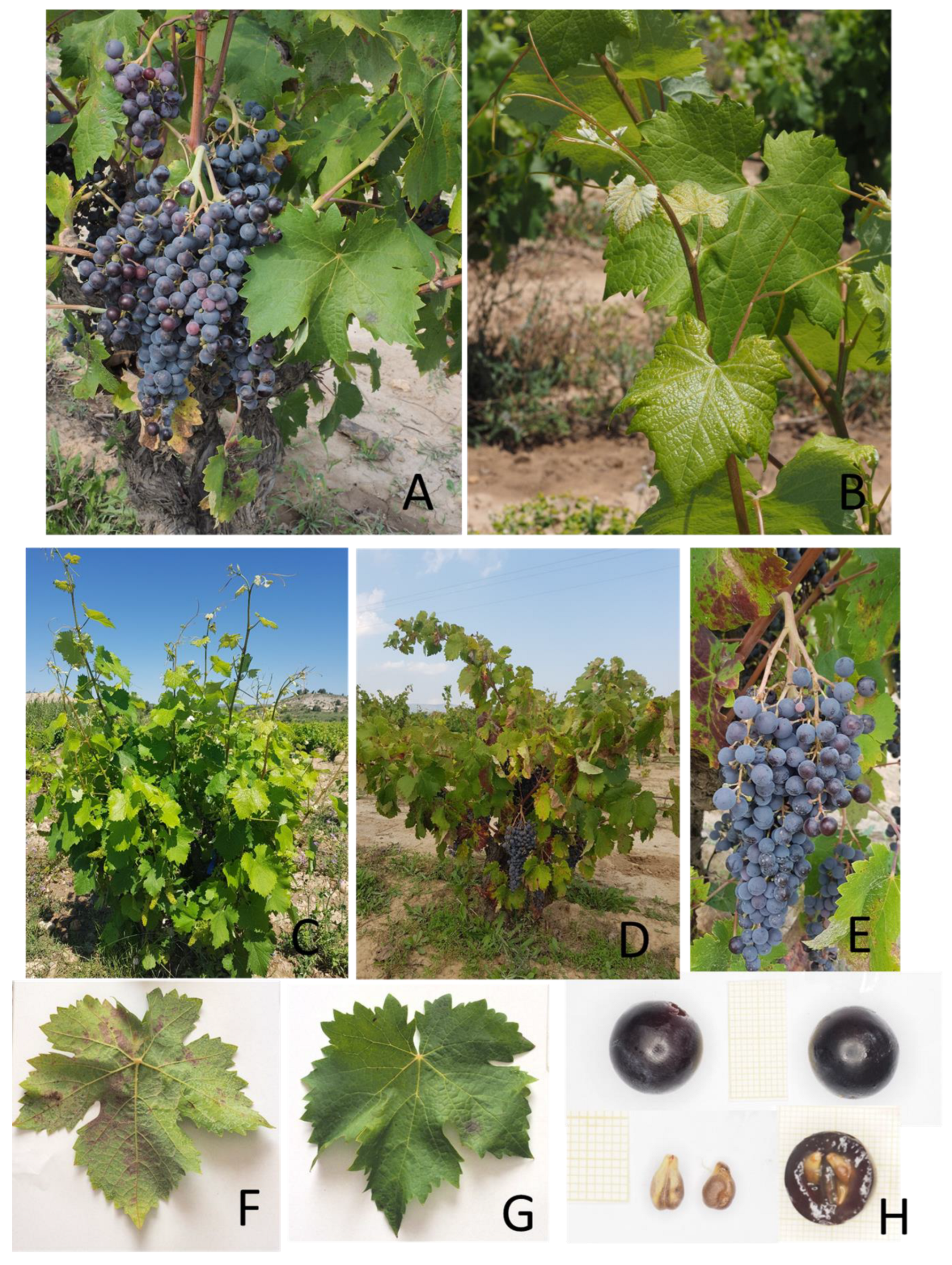 Examining the Effects of Vine Vigor on Grapes